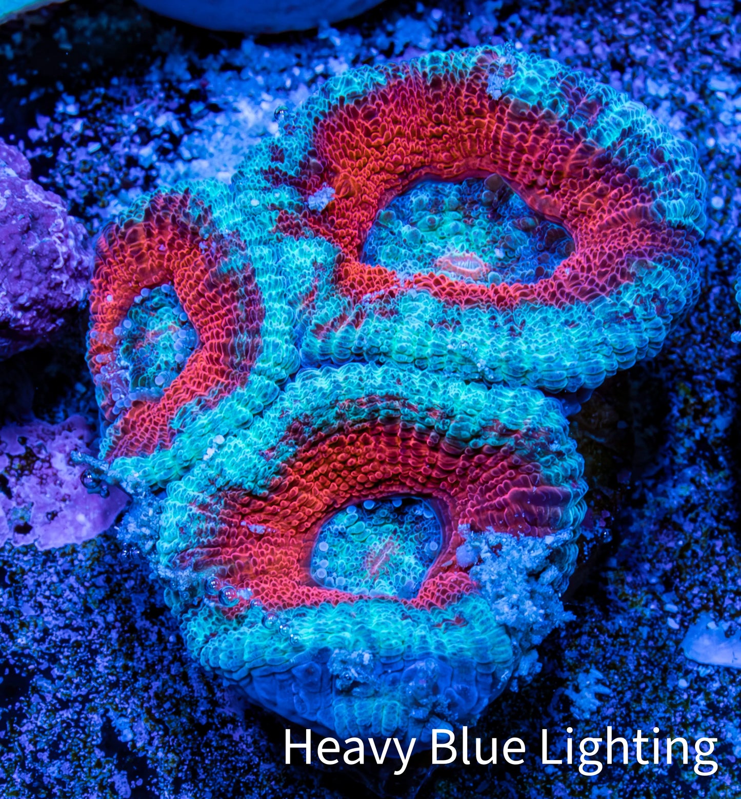Ultra Acan Coral - Micromussa Lordhowensis - Acan Frag A2R3B1 Ultra Acan Coral - Micromussa Lordhowensis - Acan Frag A2R3B1 LPS Coral Ultra Acan Coral - Micromussa Lordhowensis - Acan Frag A2R3B1 Zeo Box Reef