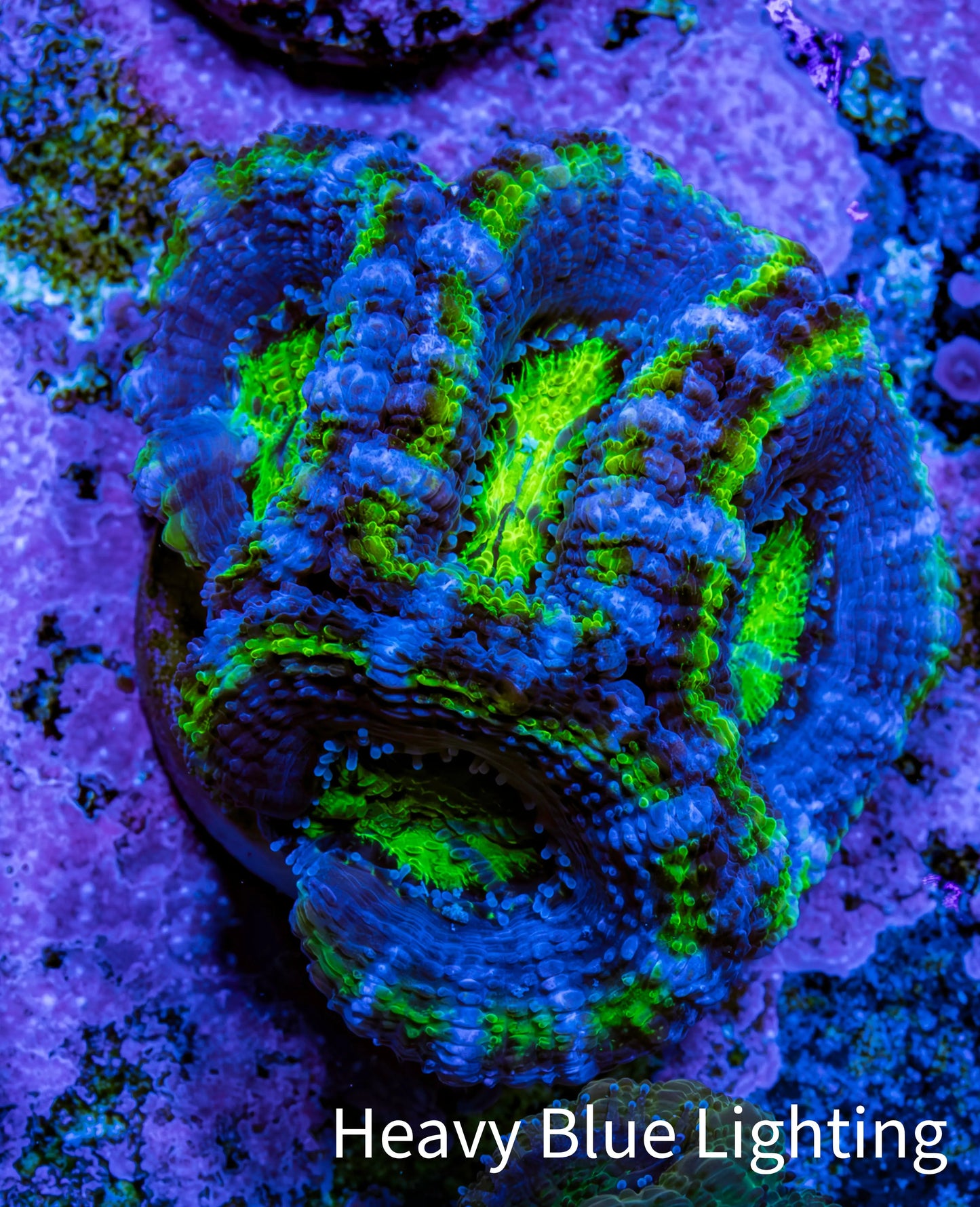 Ultra Acan Coral - Micromussa Lordhowensis - Acan Frag A5R2B1 Ultra Acan Coral - Micromussa Lordhowensis - Acan Frag A5R2B1 LPS Coral Ultra Acan Coral - Micromussa Lordhowensis - Acan Frag A5R2B1 Zeo Box Reef