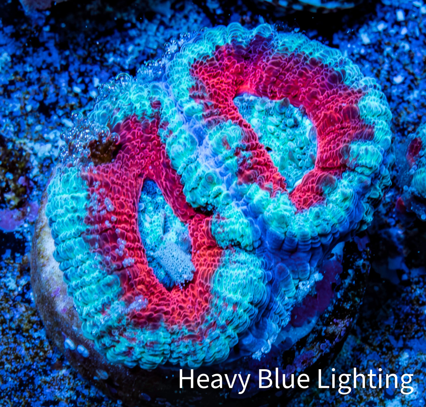 Ultra Acan Coral - Micromussa Lordhowensis - Acan Frag A5R3B1 Ultra Acan Coral - Micromussa Lordhowensis - Acan Frag A5R3B1 LPS Coral Ultra Acan Coral - Micromussa Lordhowensis - Acan Frag A5R3B1 Zeo Box Reef