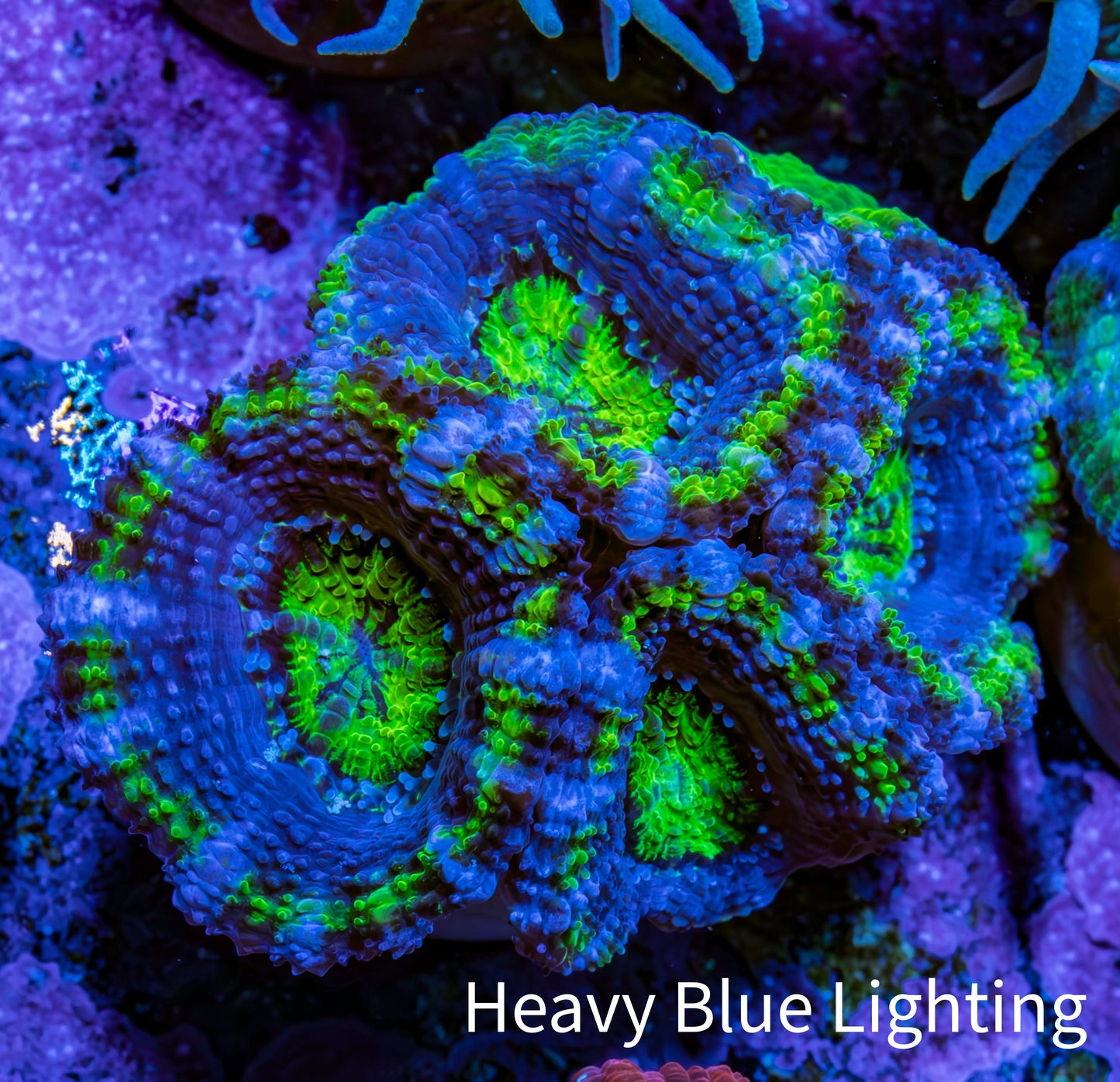 Ultra Acan Coral - Micromussa Lordhowensis - Acan Frag A7R2B1 Ultra Acan Coral - Micromussa Lordhowensis - Acan Frag A7R2B1 LPS Coral Ultra Acan Coral - Micromussa Lordhowensis - Acan Frag A7R2B1 Zeo Box Reef