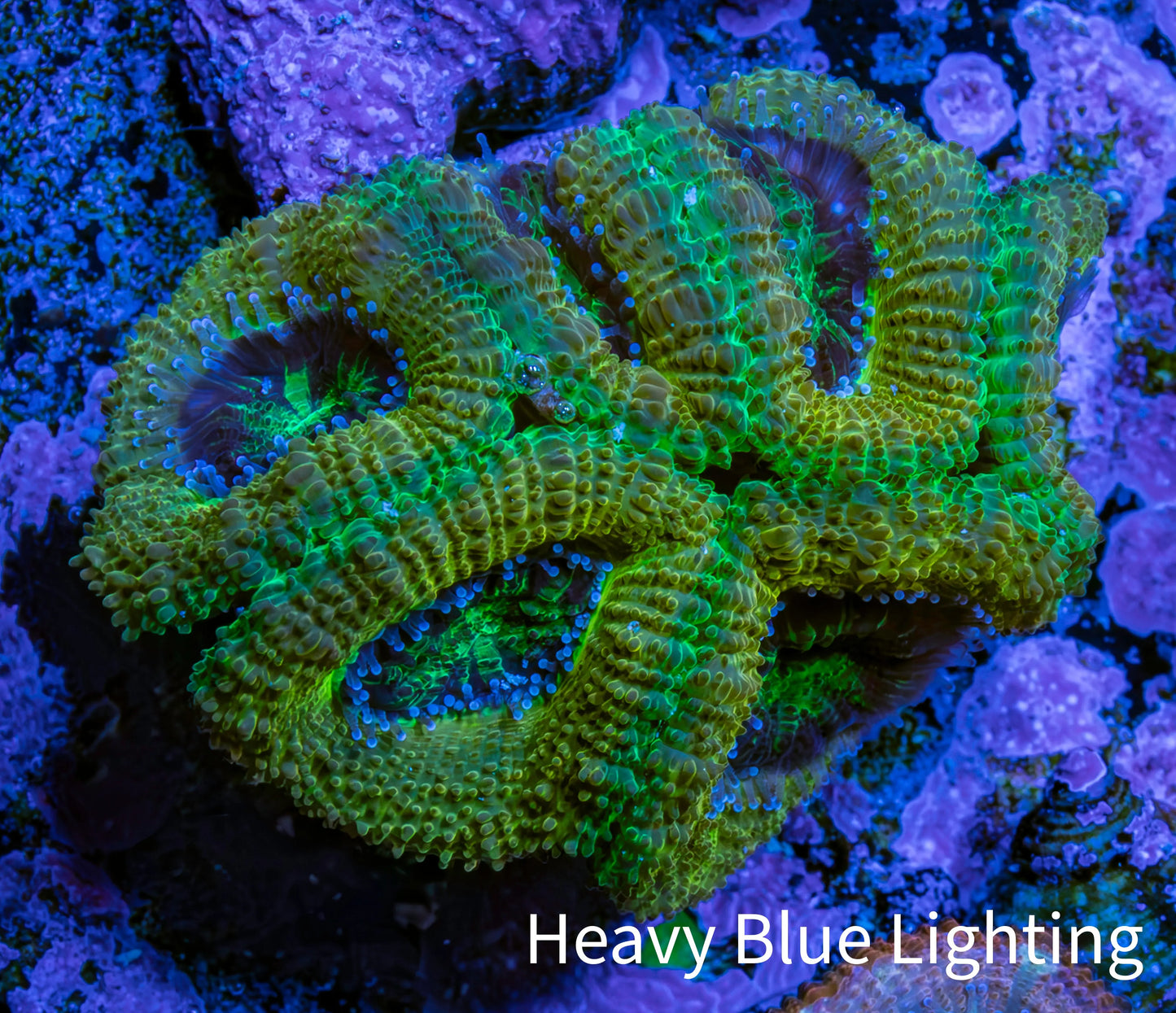 Ultra Acan Coral - Micromussa Lordhowensis - Acan Frag B1R2B1 Ultra Acan Coral - Micromussa Lordhowensis - Acan Frag B1R2B1 LPS Coral Ultra Acan Coral - Micromussa Lordhowensis - Acan Frag B1R2B1 Zeo Box Reef