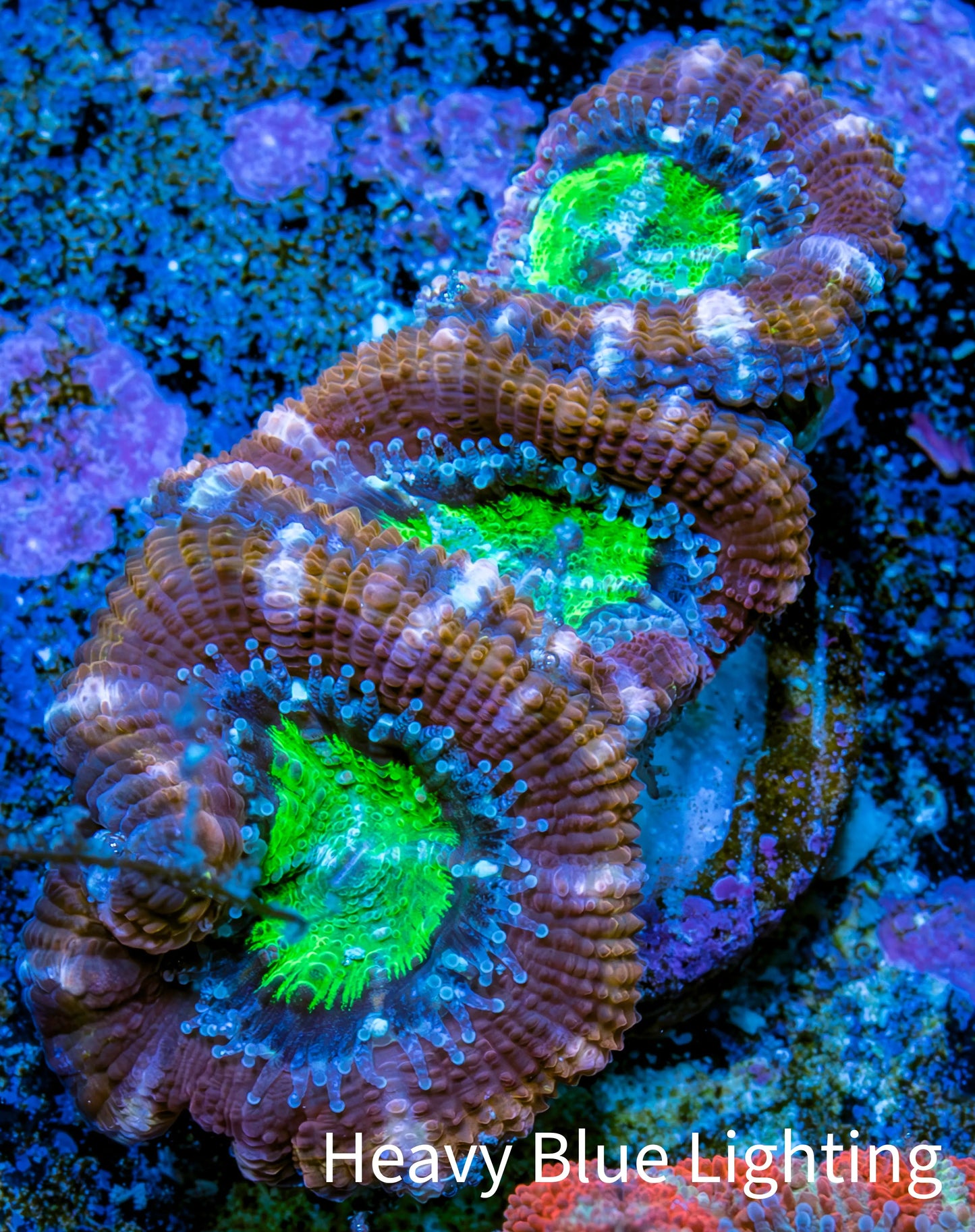 Ultra Acan Coral - Micromussa Lordhowensis - Acan Frag B2R3B1 Ultra Acan Coral - Micromussa Lordhowensis - Acan Frag B2R3B1 LPS Coral Ultra Acan Coral - Micromussa Lordhowensis - Acan Frag B2R3B1 Zeo Box Reef