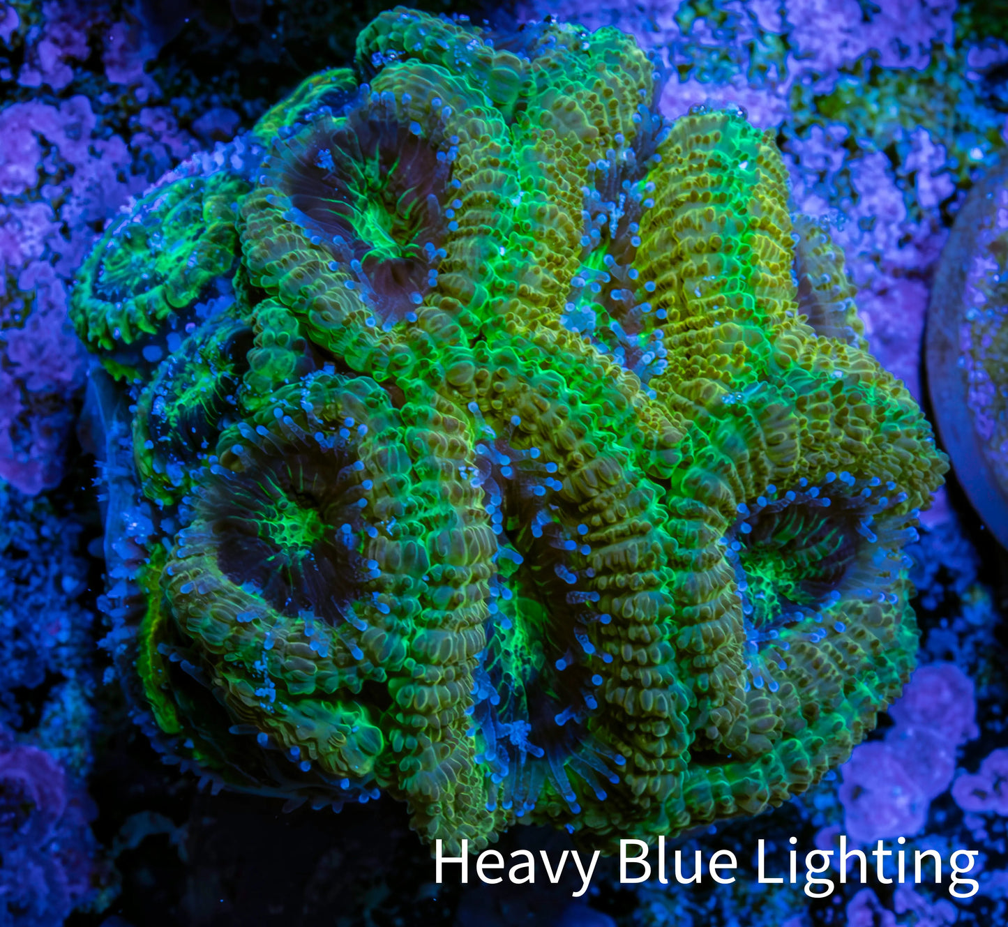 Ultra Acan Coral - Micromussa Lordhowensis - Acan Frag B4R2B1 Ultra Acan Coral - Micromussa Lordhowensis - Acan Frag B4R2B1 LPS Coral Ultra Acan Coral - Micromussa Lordhowensis - Acan Frag B4R2B1 Zeo Box Reef