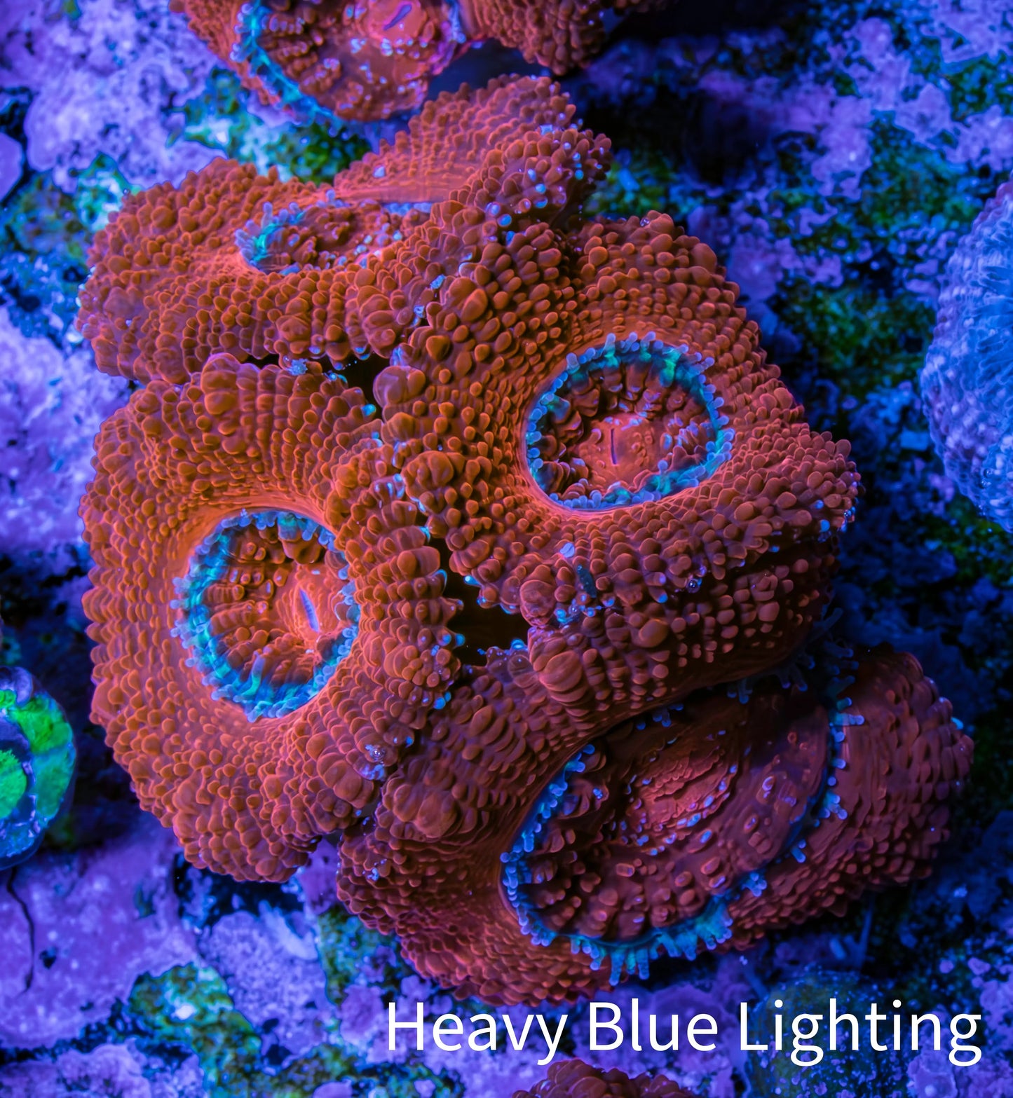 Ultra Acan Coral - Micromussa Lordhowensis - Acan Frag B7R2B1 Ultra Acan Coral - Micromussa Lordhowensis - Acan Frag B7R2B1 LPS Coral Ultra Acan Coral - Micromussa Lordhowensis - Acan Frag B7R2B1 Zeo Box Reef