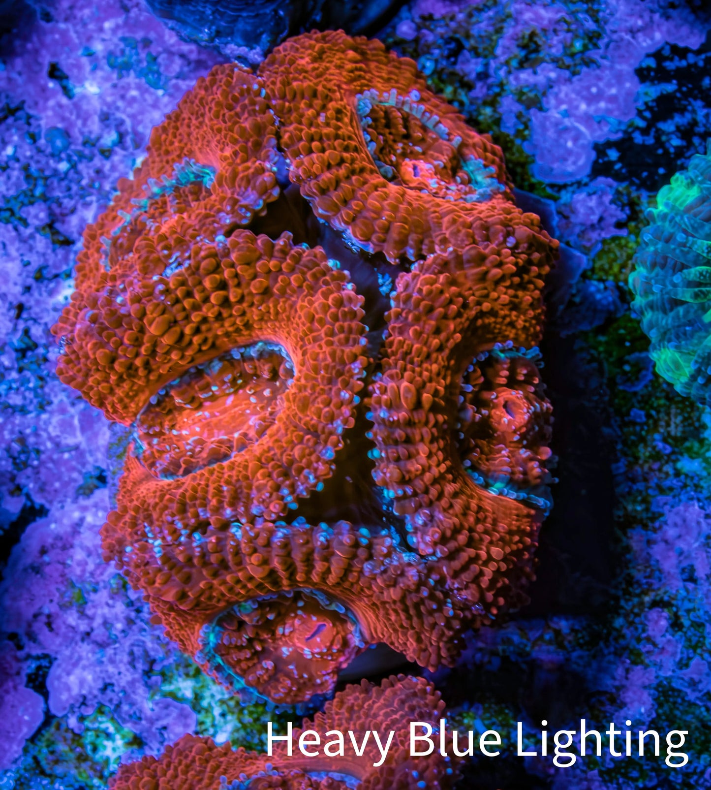 Ultra Acan Coral - Micromussa Lordhowensis - Acan Frag B8R2B1 Ultra Acan Coral - Micromussa Lordhowensis - Acan Frag B8R2B1 LPS Coral Ultra Acan Coral - Micromussa Lordhowensis - Acan Frag B8R2B1 Zeo Box Reef
