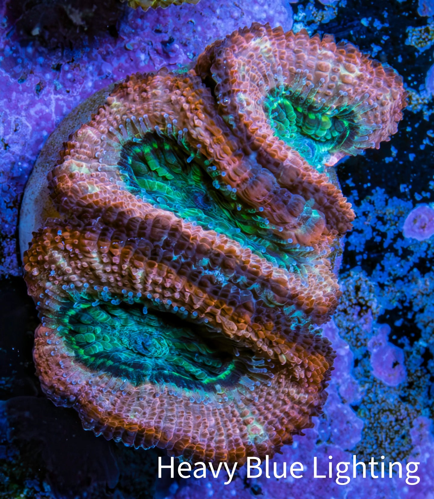 Ultra Acan Coral - Micromussa Lordhowensis - Acan Frag C3R2B1 Ultra Acan Coral - Micromussa Lordhowensis - Acan Frag C3R2B1 LPS Coral Ultra Acan Coral - Micromussa Lordhowensis - Acan Frag C3R2B1 Zeo Box Reef