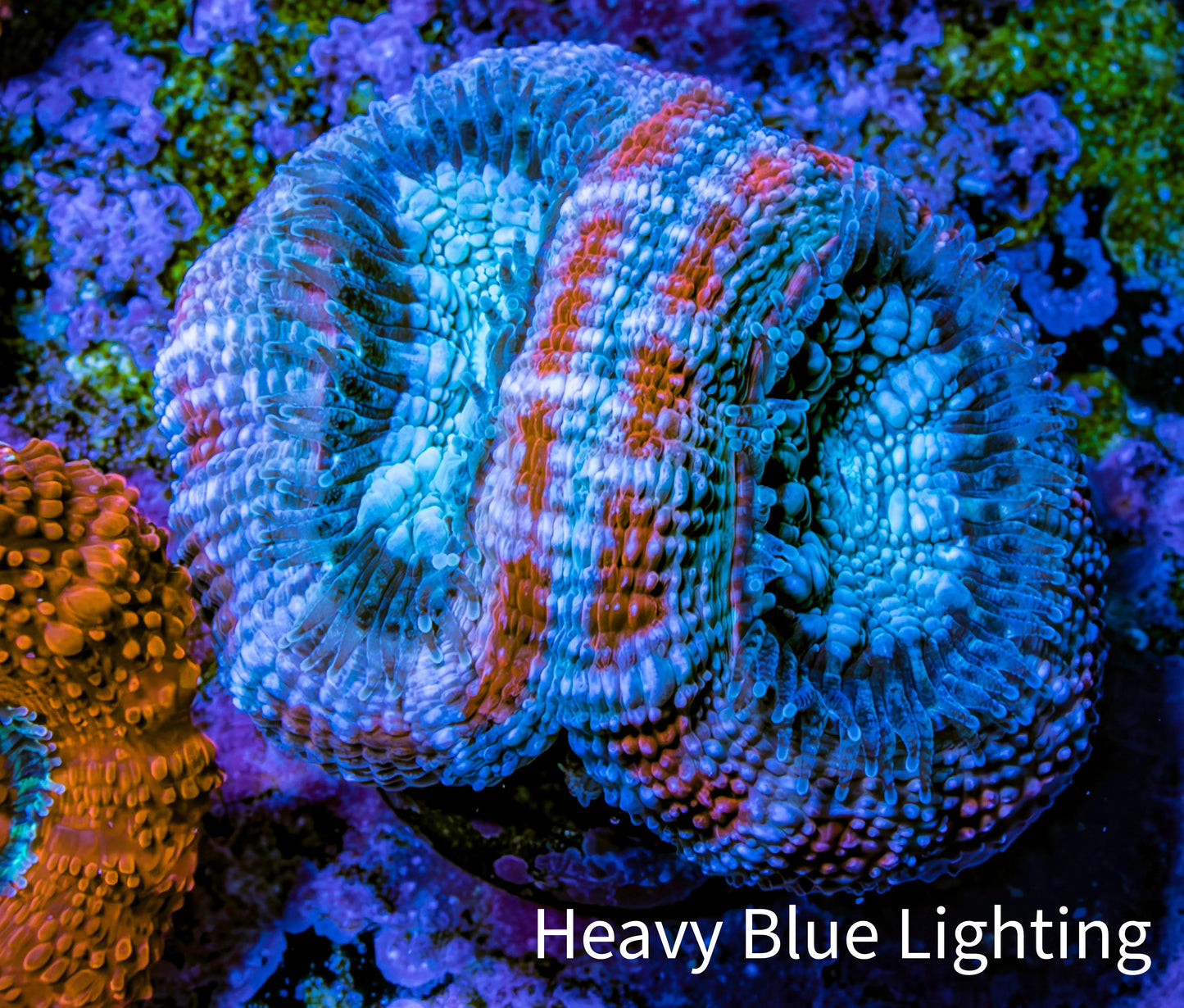 Ultra Acan Coral - Micromussa Lordhowensis - Acan Frag C6R2B1 Ultra Acan Coral - Micromussa Lordhowensis - Acan Frag C6R2B1 LPS Coral Ultra Acan Coral - Micromussa Lordhowensis - Acan Frag C6R2B1 Zeo Box Reef