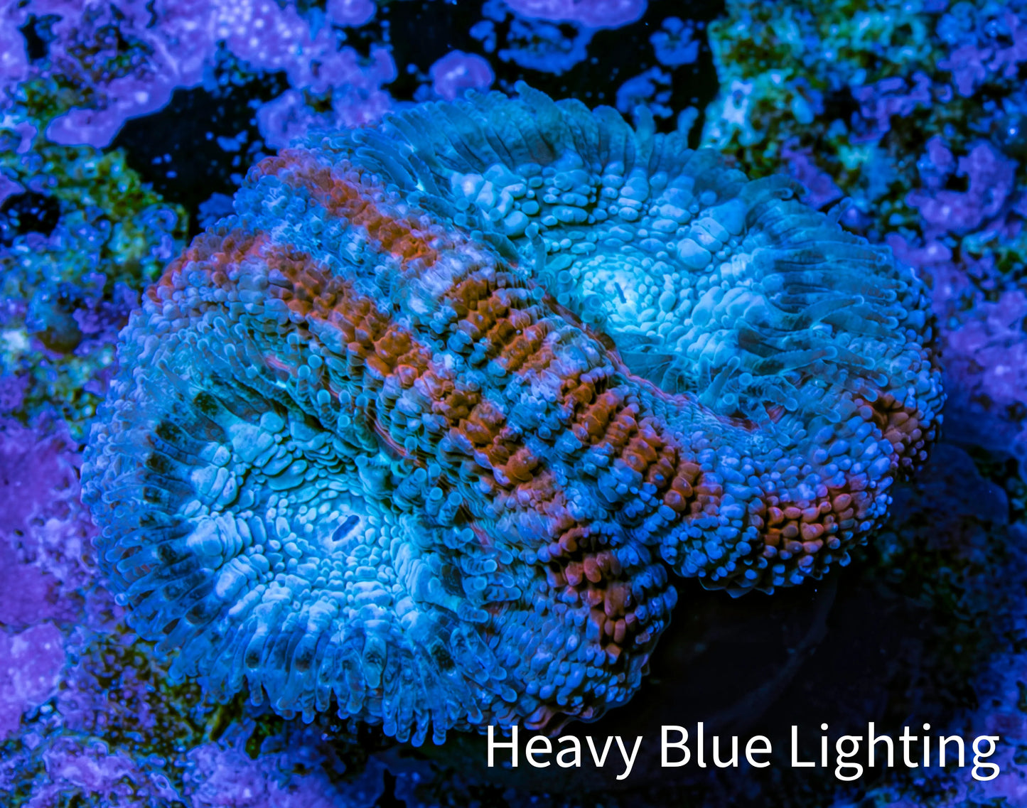 Ultra Acan Coral - Micromussa Lordhowensis - Acan Frag C9R2B1 Ultra Acan Coral - Micromussa Lordhowensis - Acan Frag C9R2B1 LPS Coral Ultra Acan Coral - Micromussa Lordhowensis - Acan Frag C9R2B1 Zeo Box Reef