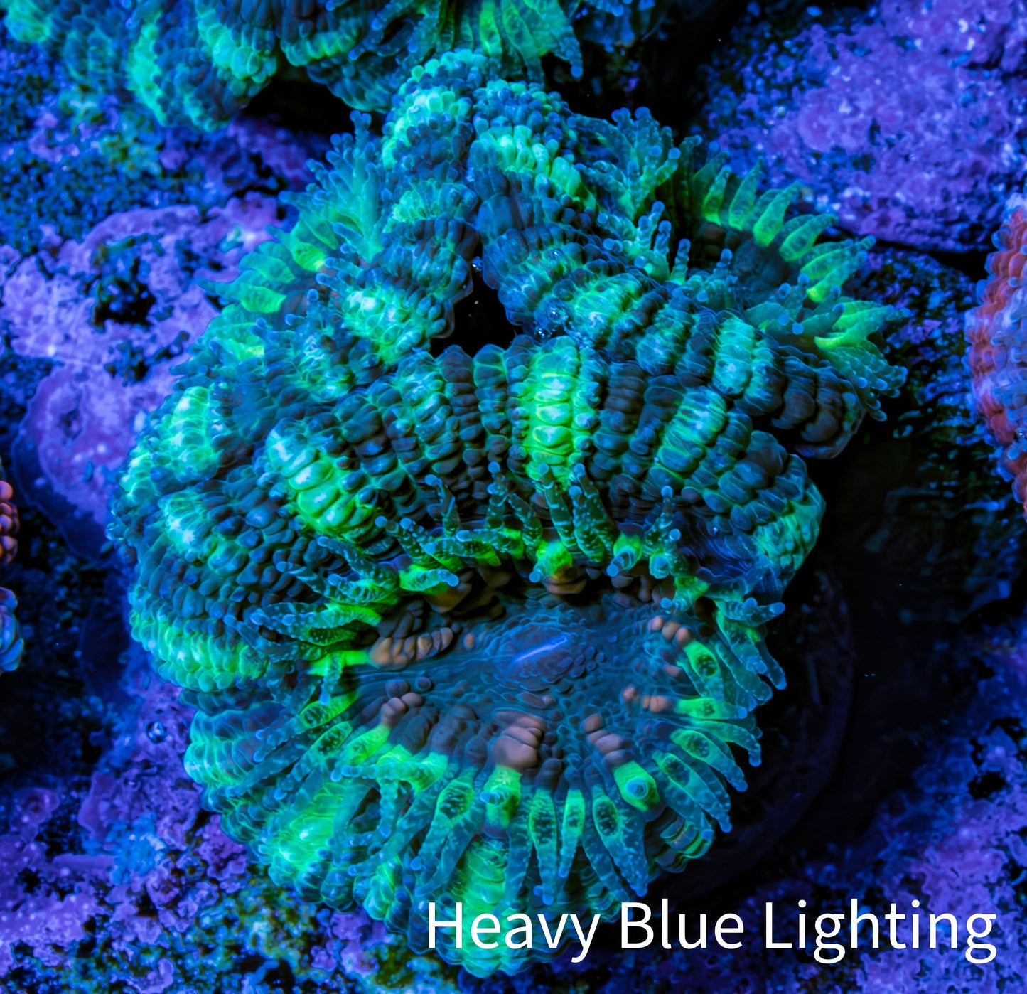 Ultra Acan Coral - Micromussa Lordhowensis - Acan Frag F3R3B1 (Copy) Ultra Acan Coral - Micromussa Lordhowensis - Acan Frag F3R3B1 (Copy) LPS Coral Ultra Acan Coral - Micromussa Lordhowensis - Acan Frag F3R3B1 (Copy) Zeo Box Reef