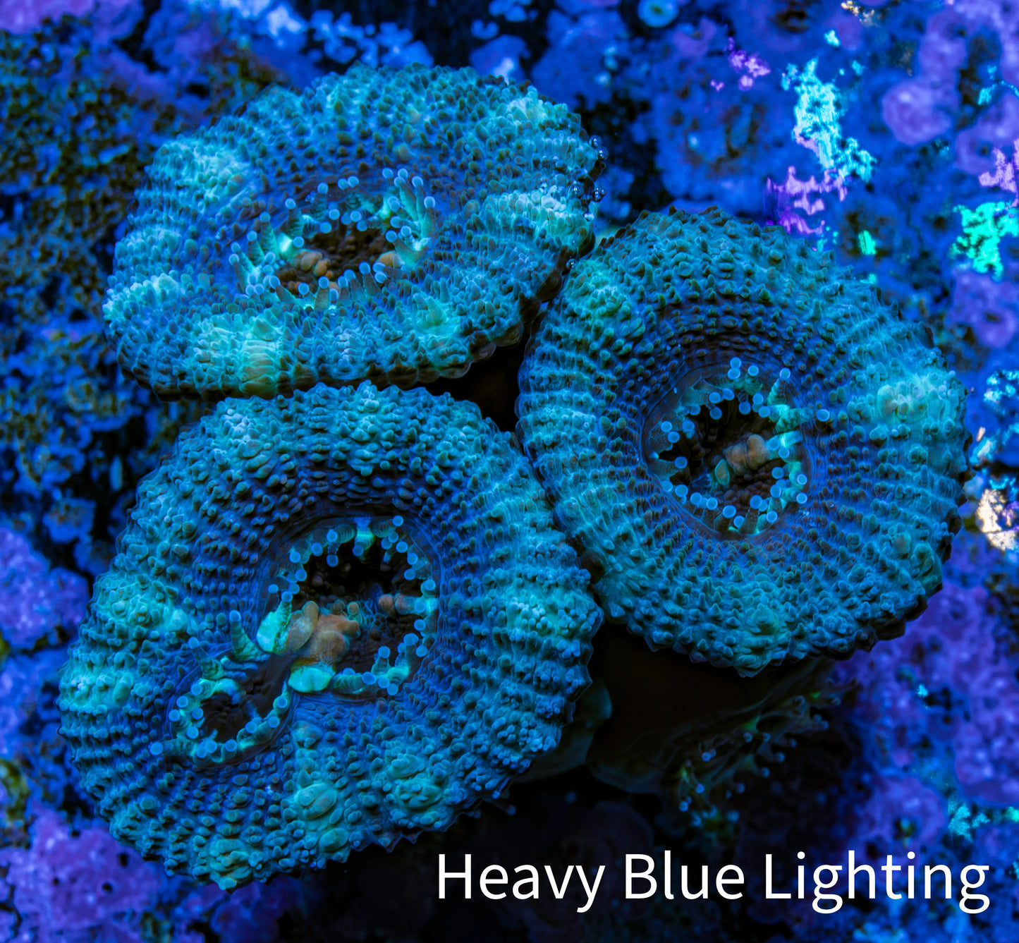 Ultra Acan Coral - Micromussa Lordhowensis - Acan Frag WYSIWYG A1R2B2 Ultra Acan Coral - Micromussa Lordhowensis - Acan Frag WYSIWYG A1R2B2 LPS Coral Ultra Acan Coral - Micromussa Lordhowensis - Acan Frag WYSIWYG A1R2B2 Zeo Box Reef
