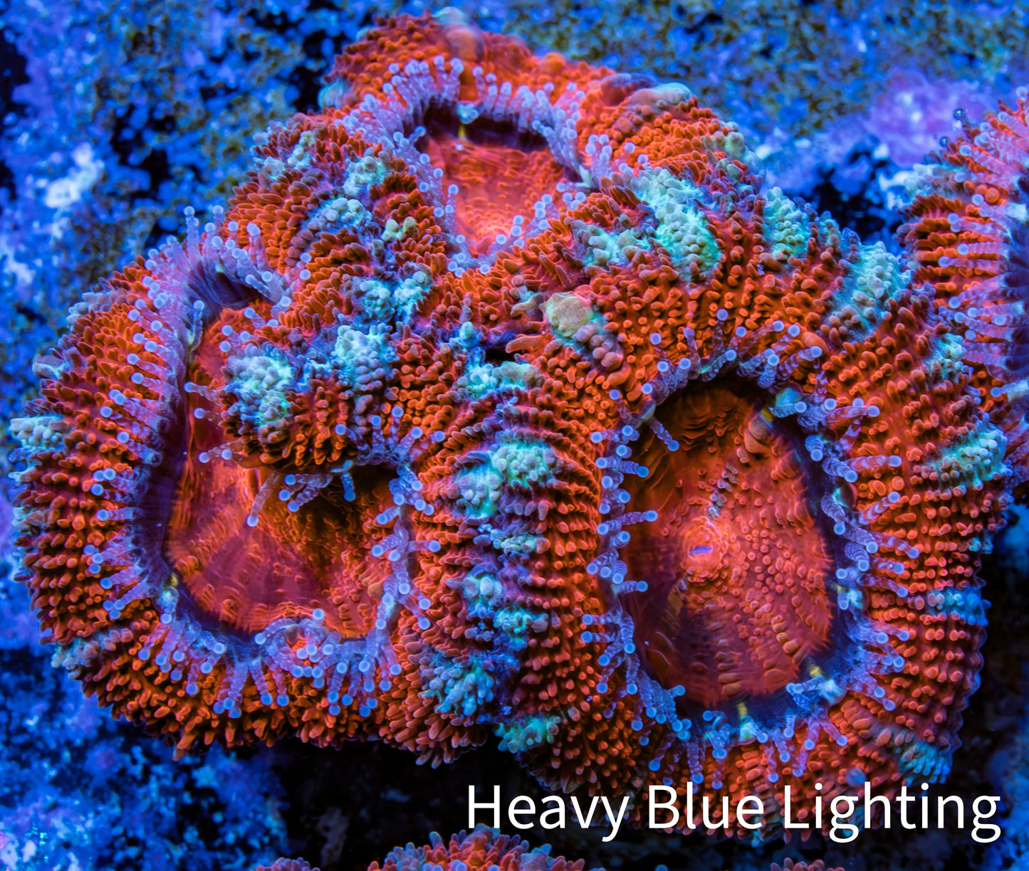 Ultra Acan Coral - Micromussa Lordhowensis - Acan Frag WYSIWYG A1R3B1 Ultra Acan Coral - Micromussa Lordhowensis - Acan Frag WYSIWYG A1R3B1 LPS Coral Ultra Acan Coral - Micromussa Lordhowensis - Acan Frag WYSIWYG A1R3B1 Zeo Box Reef