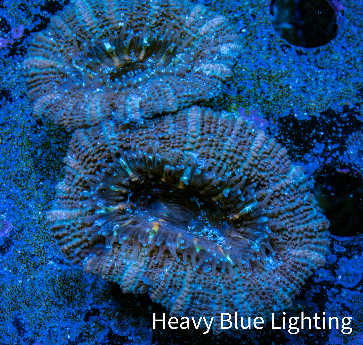 Ultra Acan Coral - Micromussa Lordhowensis - Acan Frag WYSIWYG A1R3B1 Ultra Acan Coral - Micromussa Lordhowensis - Acan Frag WYSIWYG A1R3B1 LPS Coral Ultra Acan Coral - Micromussa Lordhowensis - Acan Frag WYSIWYG A1R3B1 Zeo Box Reef