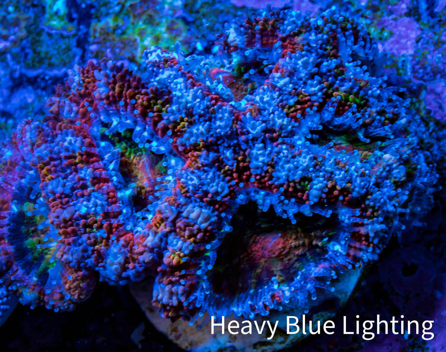 Ultra Acan Coral - Micromussa Lordhowensis - Acan Frag WYSIWYG A2R3B1 Ultra Acan Coral - Micromussa Lordhowensis - Acan Frag WYSIWYG A2R3B1 LPS Coral Ultra Acan Coral - Micromussa Lordhowensis - Acan Frag WYSIWYG A2R3B1 Zeo Box Reef
