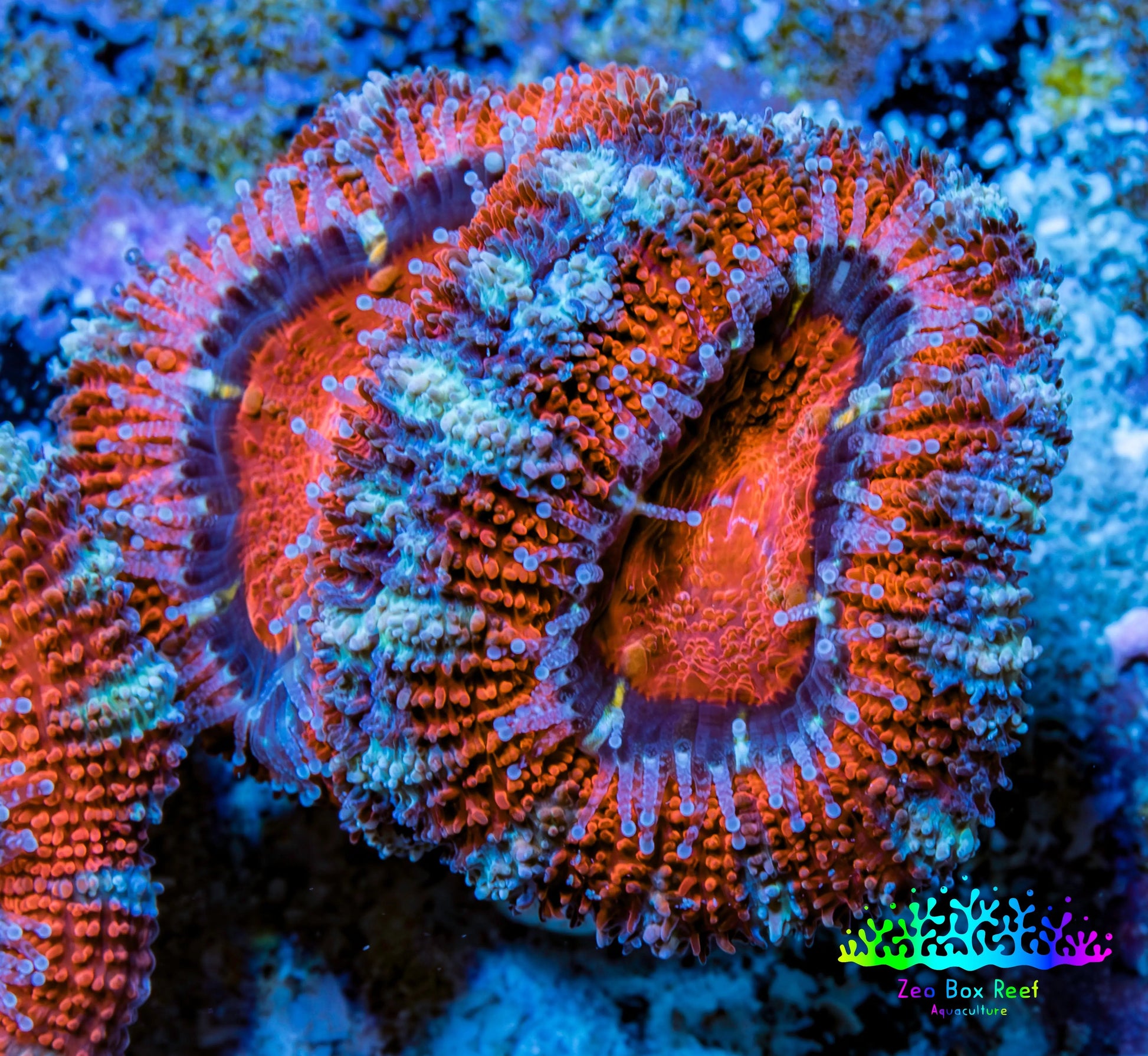 Ultra Acan Coral - Micromussa Lordhowensis - Acan Frag WYSIWYG A2R3B1 Ultra Acan Coral - Micromussa Lordhowensis - Acan Frag WYSIWYG A2R3B1 LPS Coral Ultra Acan Coral - Micromussa Lordhowensis - Acan Frag WYSIWYG A2R3B1 Zeo Box Reef