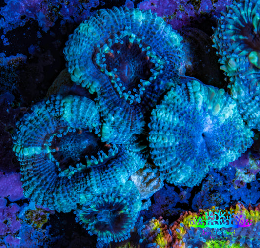 Ultra Acan Coral - Micromussa Lordhowensis - Acan Frag WYSIWYG A3R2B1 Ultra Acan Coral - Micromussa Lordhowensis - Acan Frag WYSIWYG A3R2B1 LPS Coral Ultra Acan Coral - Micromussa Lordhowensis - Acan Frag WYSIWYG A3R2B1 Zeo Box Reef