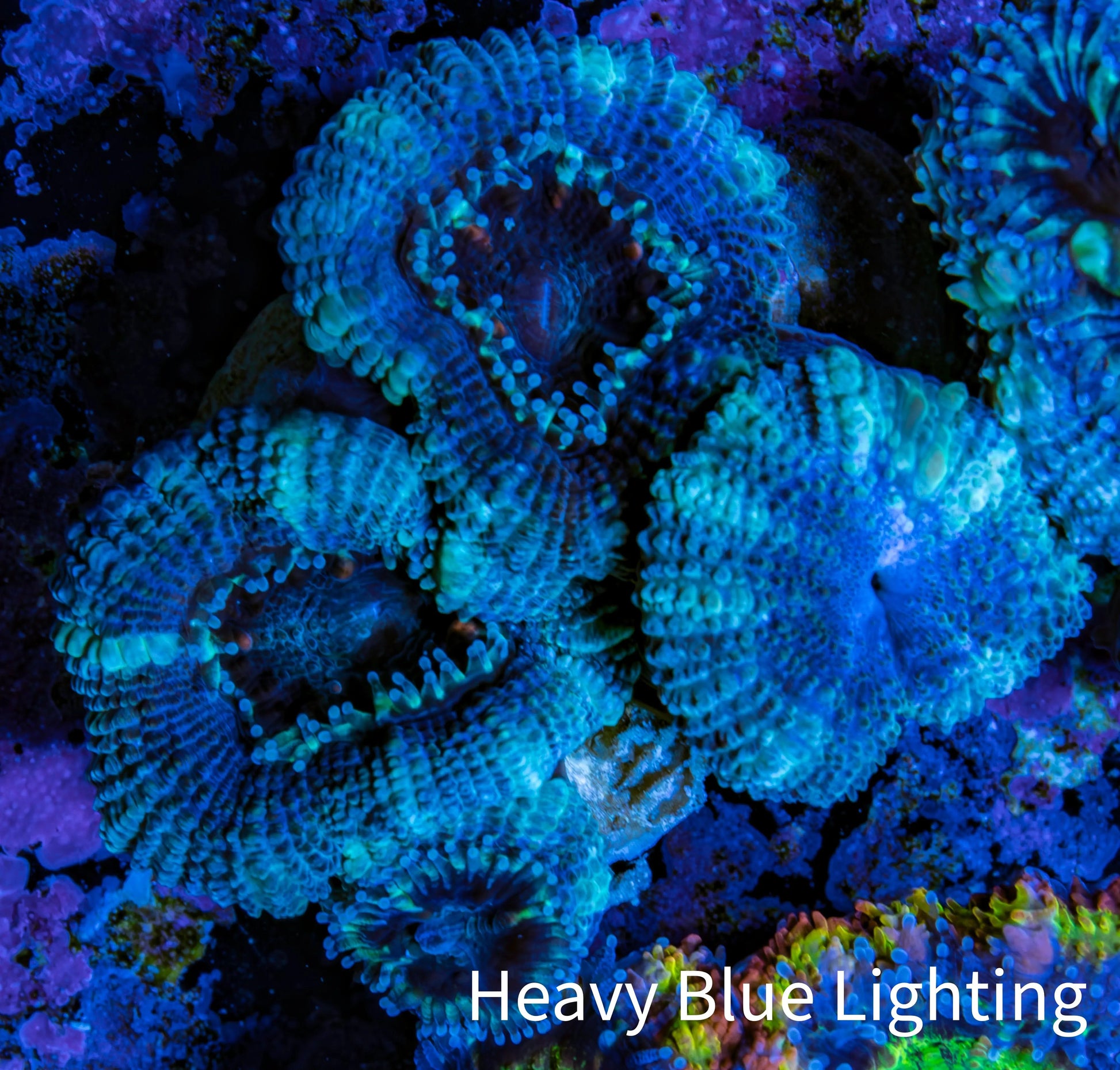 Ultra Acan Coral - Micromussa Lordhowensis - Acan Frag WYSIWYG A3R2B1 Ultra Acan Coral - Micromussa Lordhowensis - Acan Frag WYSIWYG A3R2B1 LPS Coral Ultra Acan Coral - Micromussa Lordhowensis - Acan Frag WYSIWYG A3R2B1 Zeo Box Reef