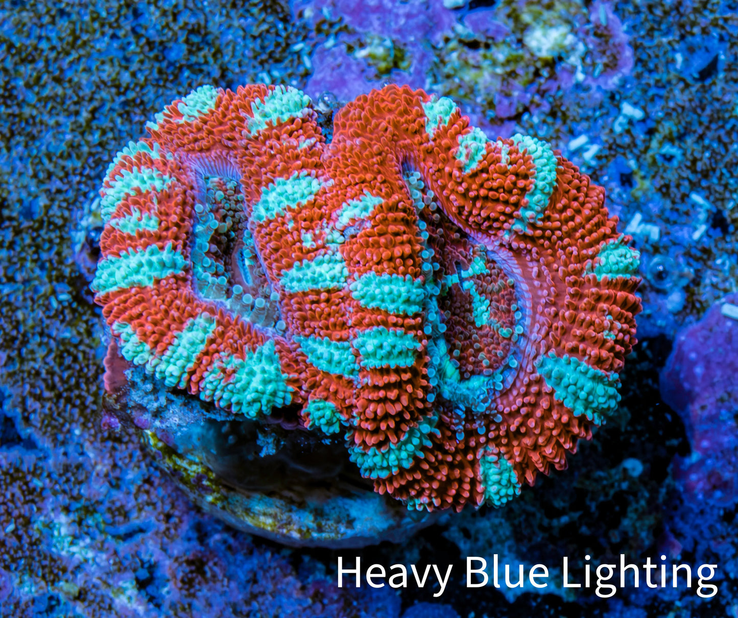Ultra Acan Coral - Micromussa Lordhowensis - Acan Frag WYSIWYG A3R3B1 Ultra Acan Coral - Micromussa Lordhowensis - Acan Frag WYSIWYG A3R3B1 LPS Coral Ultra Acan Coral - Micromussa Lordhowensis - Acan Frag WYSIWYG A3R3B1 Zeo Box Reef