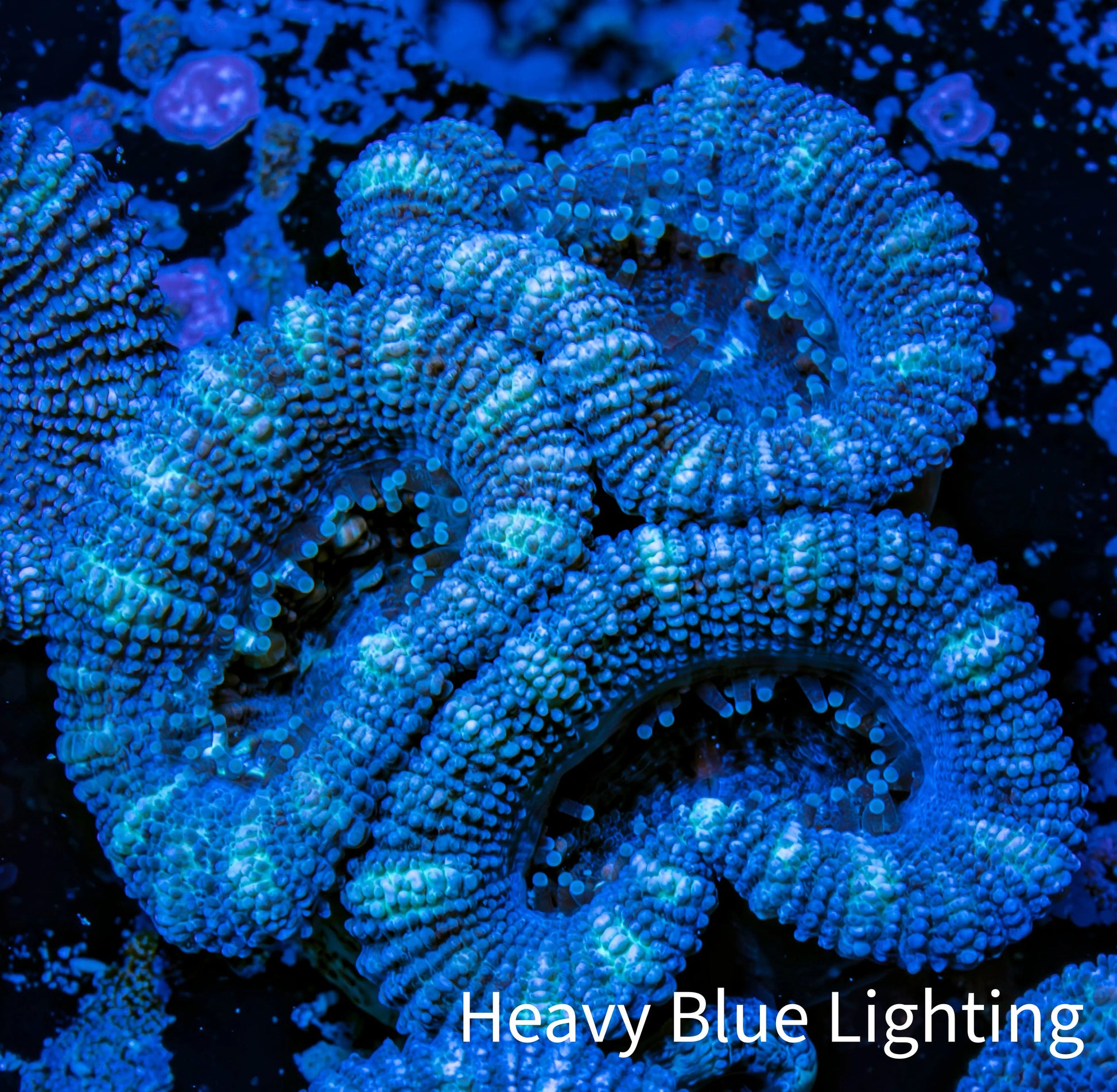 Ultra Acan Coral - Micromussa Lordhowensis - Acan Frag WYSIWYG A3R3B2 Ultra Acan Coral - Micromussa Lordhowensis - Acan Frag WYSIWYG A3R3B2 LPS Coral Ultra Acan Coral - Micromussa Lordhowensis - Acan Frag WYSIWYG A3R3B2 Zeo Box Reef