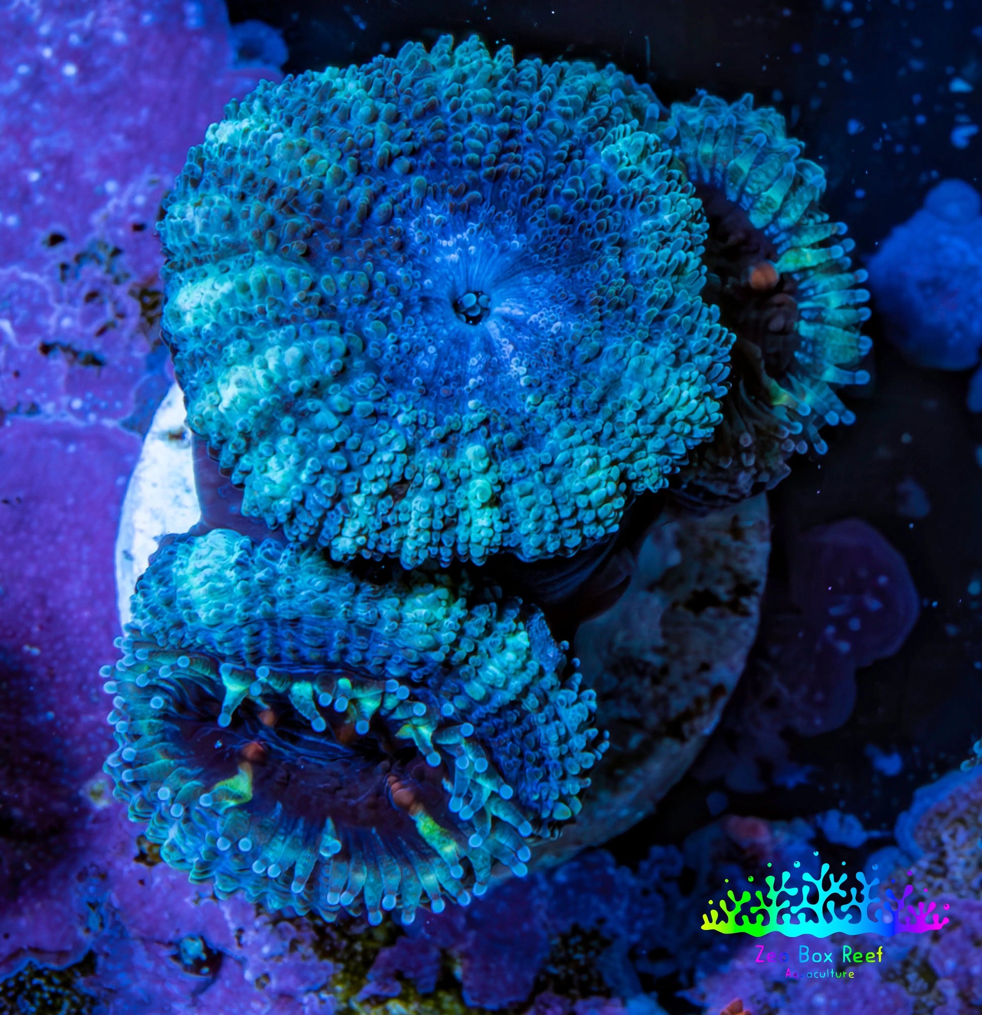 Ultra Acan Coral - Micromussa Lordhowensis - Acan Frag WYSIWYG A4R2B1 Ultra Acan Coral - Micromussa Lordhowensis - Acan Frag WYSIWYG A4R2B1 LPS Coral Ultra Acan Coral - Micromussa Lordhowensis - Acan Frag WYSIWYG A4R2B1 Zeo Box Reef