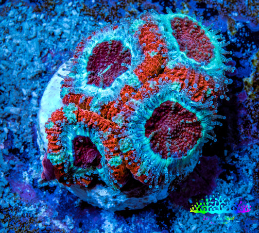 Ultra Acan Coral - Micromussa Lordhowensis - Acan Frag WYSIWYG A4R3B1 Ultra Acan Coral - Micromussa Lordhowensis - Acan Frag WYSIWYG A4R3B1 LPS Coral Ultra Acan Coral - Micromussa Lordhowensis - Acan Frag WYSIWYG A4R3B1 Zeo Box Reef