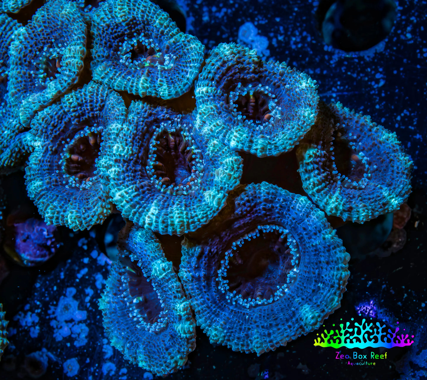 Ultra Acan Coral - Micromussa Lordhowensis - Acan Frag WYSIWYG B10R3B2 Ultra Acan Coral - Micromussa Lordhowensis - Acan Frag WYSIWYG B10R3B2 LPS Coral Ultra Acan Coral - Micromussa Lordhowensis - Acan Frag WYSIWYG B10R3B2 Zeo Box Reef