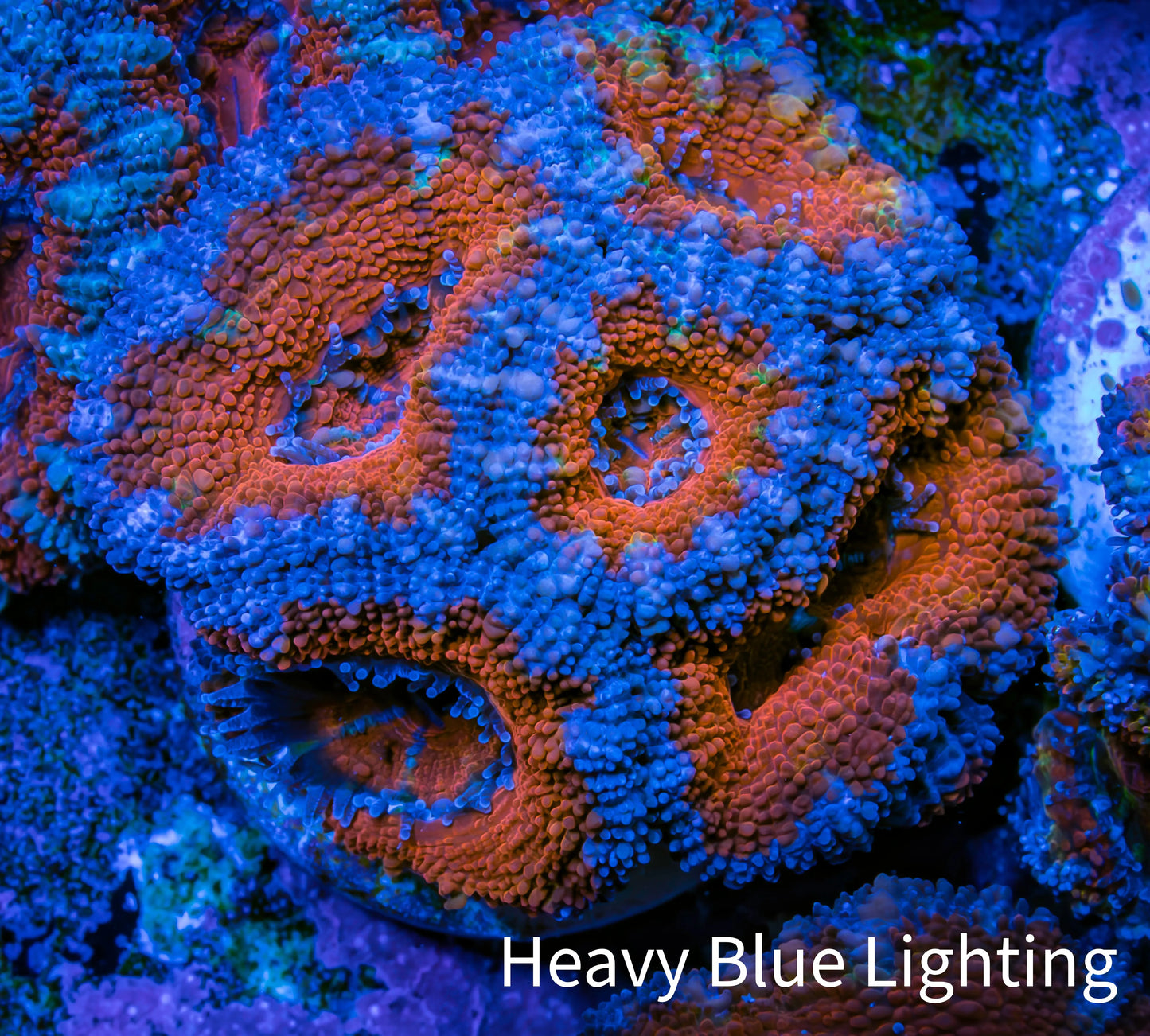 Ultra Acan Coral - Micromussa Lordhowensis - Acan Frag WYSIWYG B1R3B1 Ultra Acan Coral - Micromussa Lordhowensis - Acan Frag WYSIWYG B1R3B1 LPS Coral Ultra Acan Coral - Micromussa Lordhowensis - Acan Frag WYSIWYG B1R3B1 Zeo Box Reef