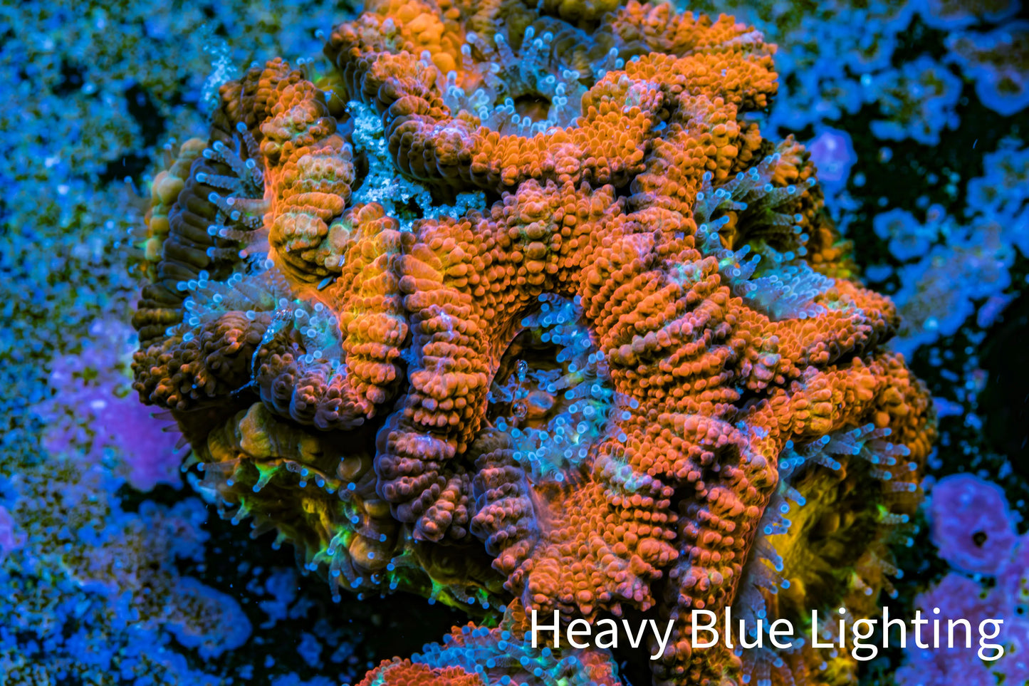 Ultra Acan Coral - Micromussa Lordhowensis - Acan Frag WYSIWYG B1R3B1 Ultra Acan Coral - Micromussa Lordhowensis - Acan Frag WYSIWYG B1R3B1 LPS Coral Ultra Acan Coral - Micromussa Lordhowensis - Acan Frag WYSIWYG B1R3B1 Zeo Box Reef