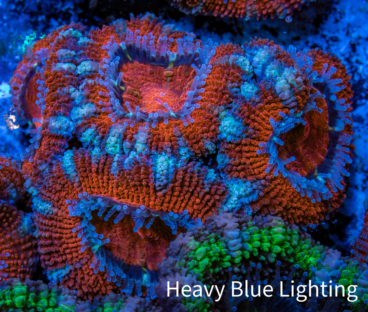 Ultra Acan Coral - Micromussa Lordhowensis - Acan Frag WYSIWYG B2R3B1 Ultra Acan Coral - Micromussa Lordhowensis - Acan Frag WYSIWYG B2R3B1 LPS Coral Ultra Acan Coral - Micromussa Lordhowensis - Acan Frag WYSIWYG B2R3B1 Zeo Box Reef
