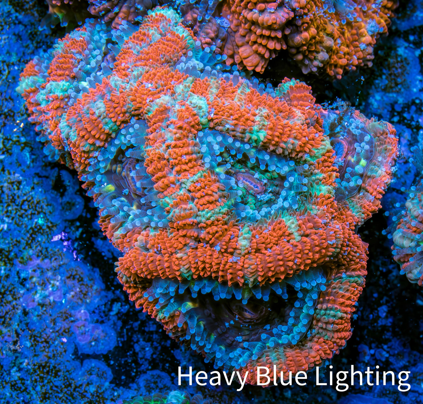 Ultra Acan Coral - Micromussa Lordhowensis - Acan Frag WYSIWYG B2R3B1 Ultra Acan Coral - Micromussa Lordhowensis - Acan Frag WYSIWYG B2R3B1 LPS Coral Ultra Acan Coral - Micromussa Lordhowensis - Acan Frag WYSIWYG B2R3B1 Zeo Box Reef