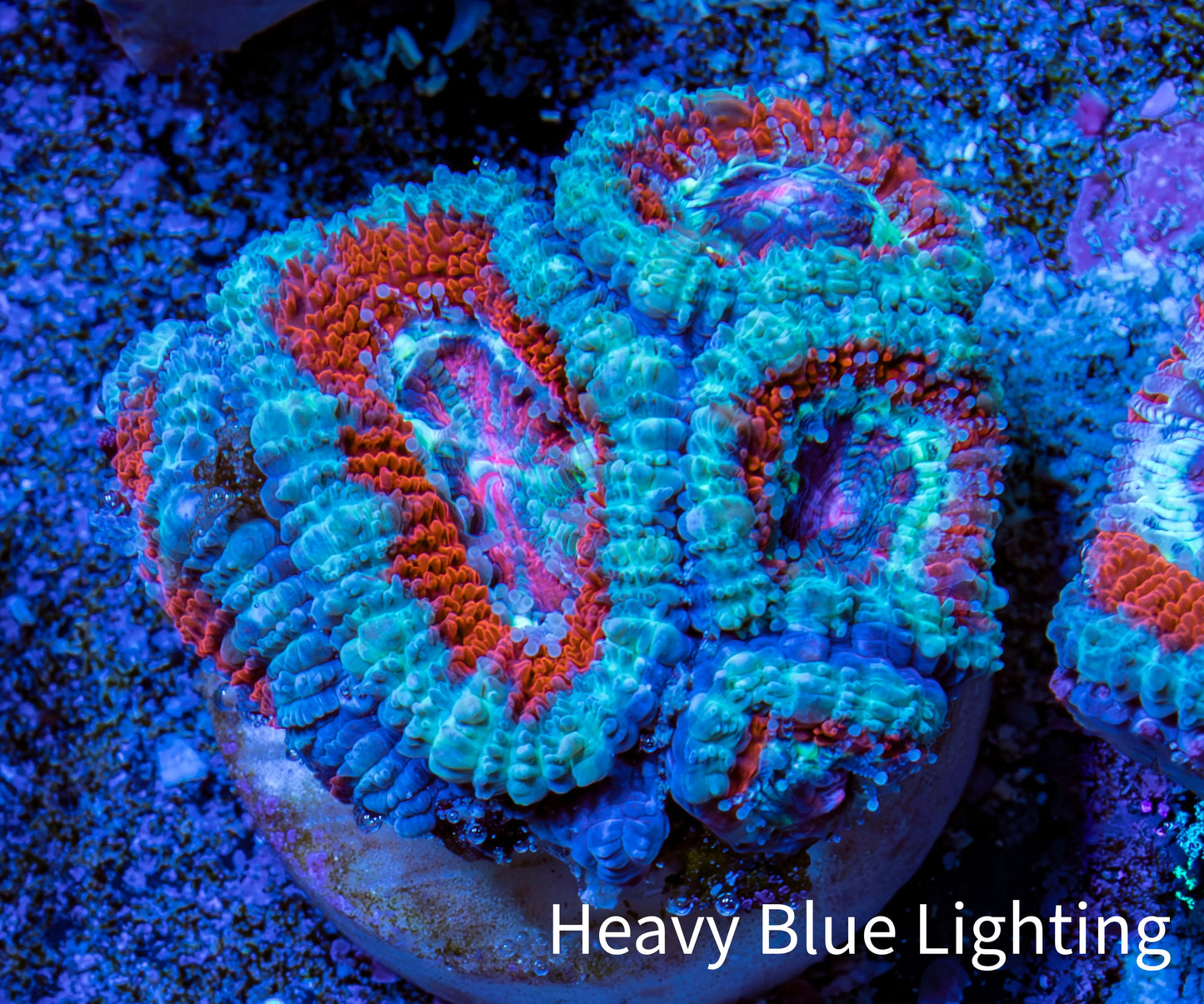 Ultra Acan Coral - Micromussa Lordhowensis - Acan Frag WYSIWYG B2R3B1 Ultra Acan Coral - Micromussa Lordhowensis - Acan Frag WYSIWYG B2R3B1 LPS Coral Ultra Acan Coral - Micromussa Lordhowensis - Acan Frag WYSIWYG B2R3B1 Zeo Box Reef