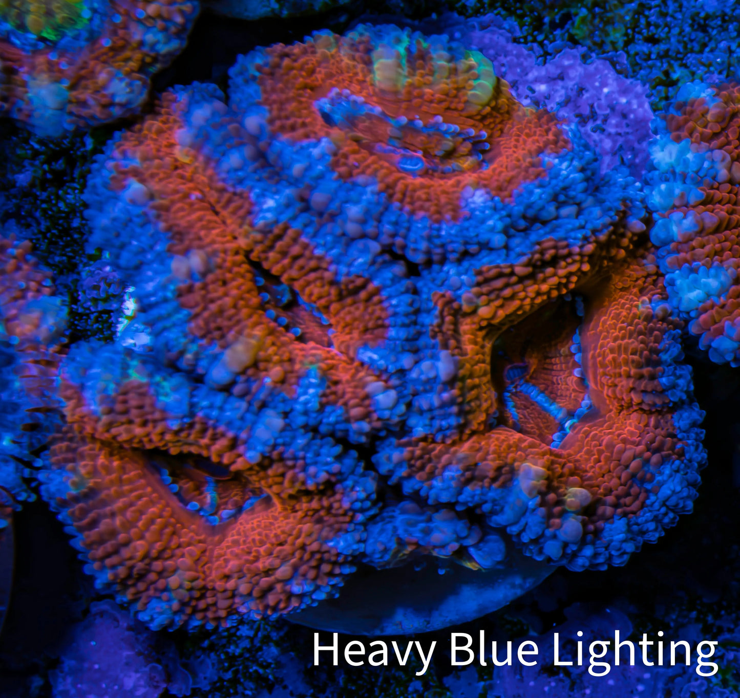 Ultra Acan Coral - Micromussa Lordhowensis - Acan Frag WYSIWYG B3R3B1 Ultra Acan Coral - Micromussa Lordhowensis - Acan Frag WYSIWYG B3R3B1 LPS Coral Ultra Acan Coral - Micromussa Lordhowensis - Acan Frag WYSIWYG B3R3B1 Zeo Box Reef