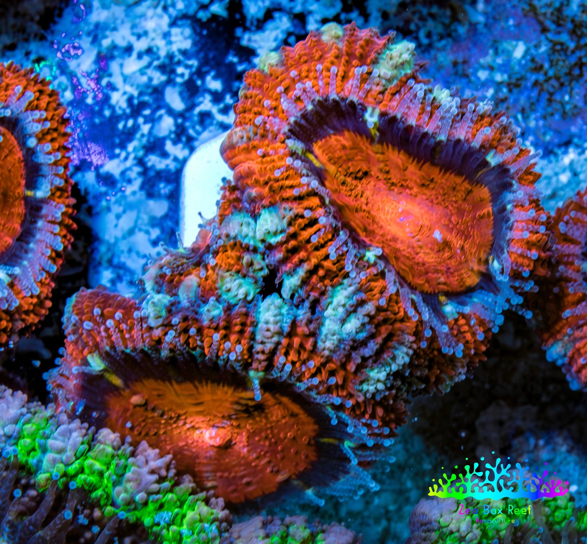 Ultra Acan Coral - Micromussa Lordhowensis - Acan Frag WYSIWYG B3R3B1 Ultra Acan Coral - Micromussa Lordhowensis - Acan Frag WYSIWYG B3R3B1 LPS Coral Ultra Acan Coral - Micromussa Lordhowensis - Acan Frag WYSIWYG B3R3B1 Zeo Box Reef