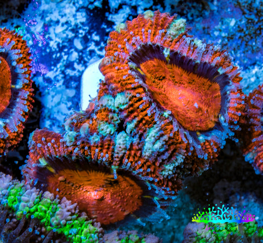 Ultra Acan Coral - Micromussa Lordhowensis - Acan Frag WYSIWYG B3R3B1 Ultra Acan Coral - Micromussa Lordhowensis - Acan Frag WYSIWYG B3R3B1 LPS Coral Ultra Acan Coral - Micromussa Lordhowensis - Acan Frag WYSIWYG B3R3B1 Zeo Box Reef