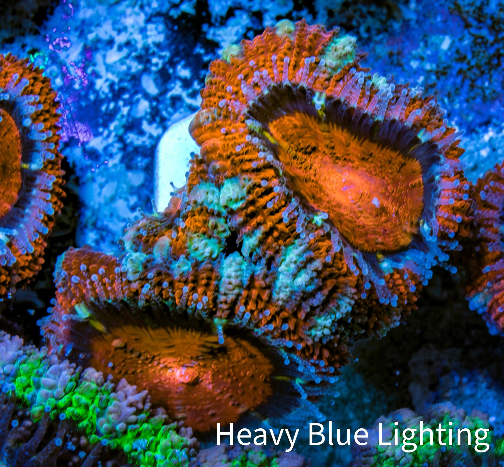 Ultra Acan Coral - Micromussa Lordhowensis - Acan Frag WYSIWYG B3R3B1 Ultra Acan Coral - Micromussa Lordhowensis - Acan Frag WYSIWYG B3R3B1 LPS Coral Ultra Acan Coral - Micromussa Lordhowensis - Acan Frag WYSIWYG B3R3B1 Zeo Box Reef