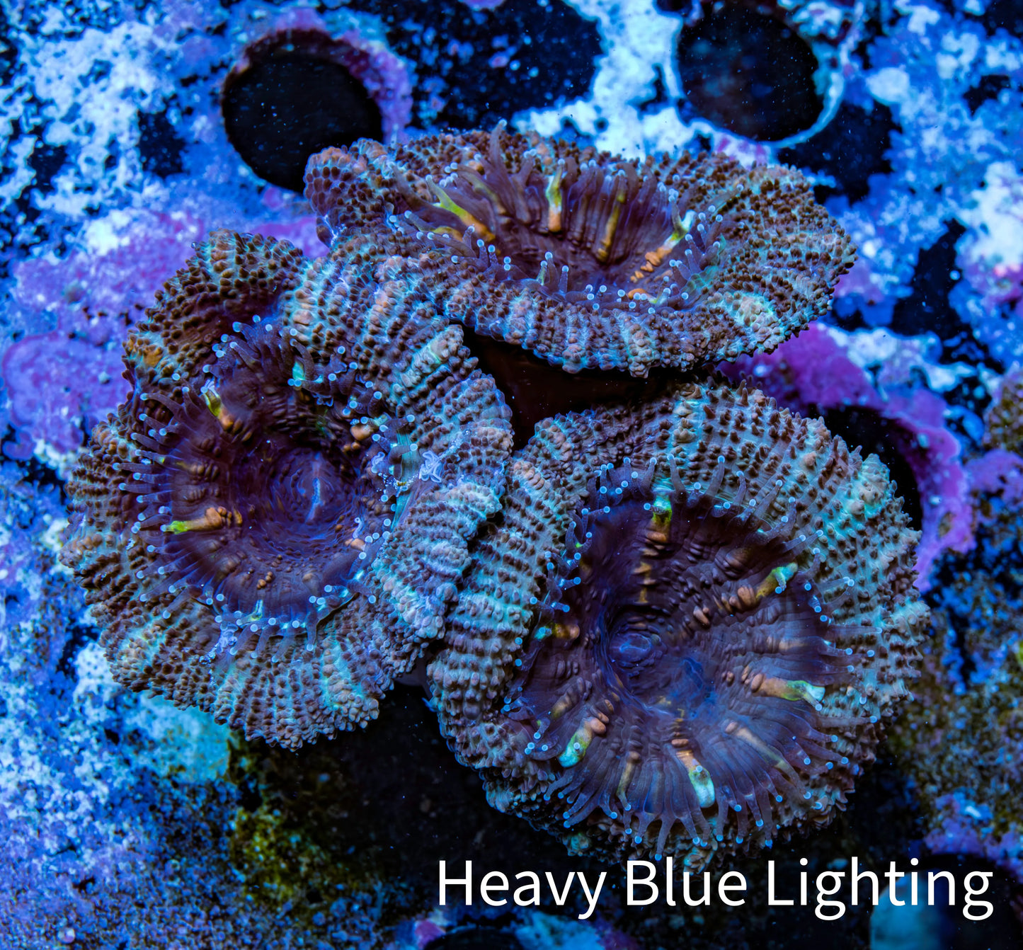 Ultra Acan Coral - Micromussa Lordhowensis - Acan Frag WYSIWYG B3R3B1 Ultra Acan Coral - Micromussa Lordhowensis - Acan Frag WYSIWYG B3R3B1 LPS Coral Ultra Acan Coral - Micromussa Lordhowensis - Acan Frag WYSIWYG B3R3B1 Zeo Box Reef