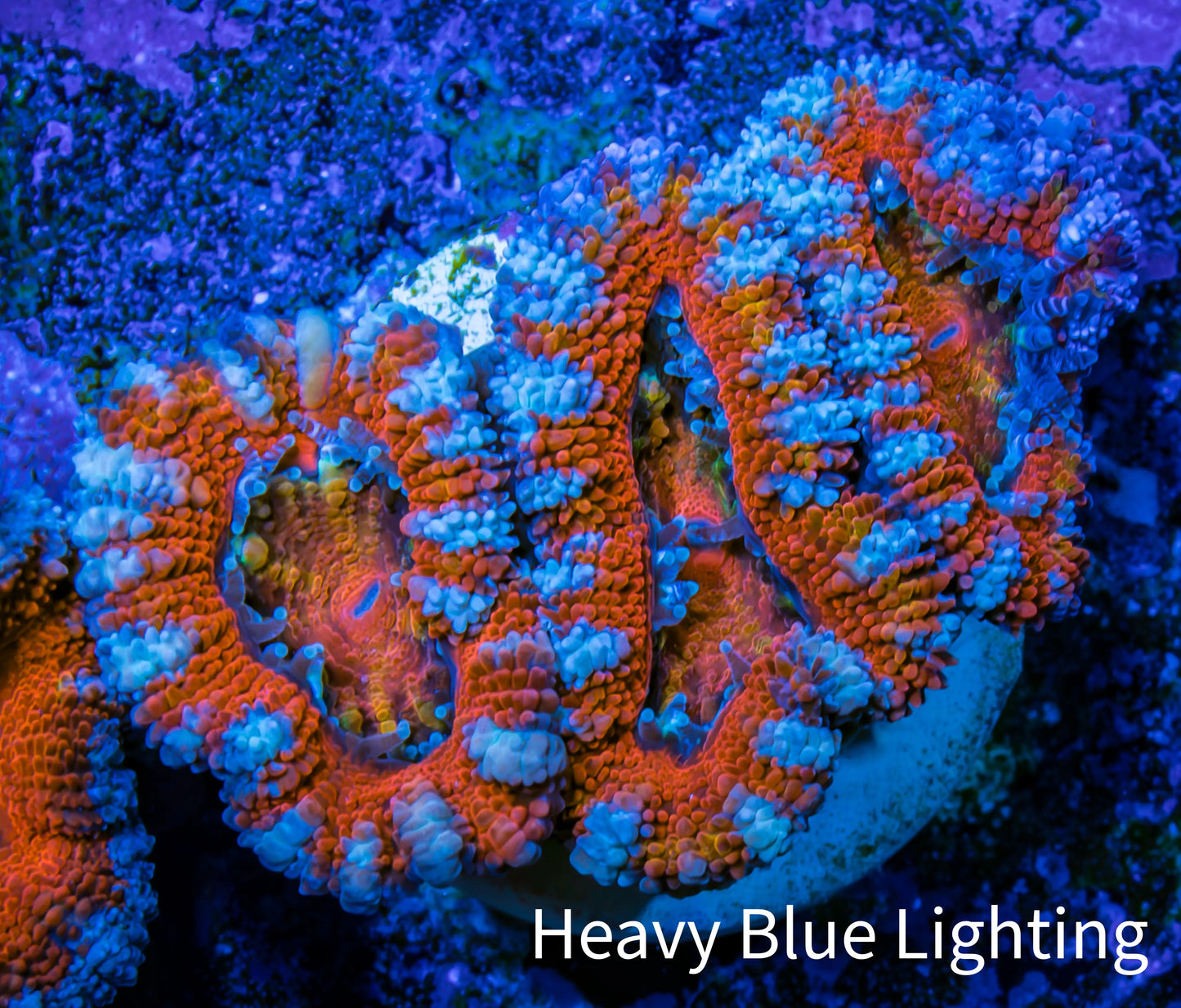 Ultra Acan Coral - Micromussa Lordhowensis - Acan Frag WYSIWYG B4R3B1 Ultra Acan Coral - Micromussa Lordhowensis - Acan Frag WYSIWYG B4R3B1 LPS Coral Ultra Acan Coral - Micromussa Lordhowensis - Acan Frag WYSIWYG B4R3B1 Zeo Box Reef