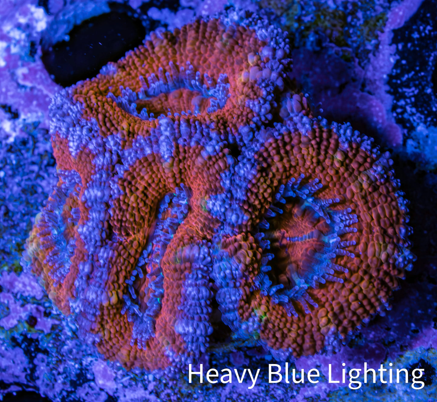 Ultra Acan Coral - Micromussa Lordhowensis - Acan Frag WYSIWYG B4R3B1 Ultra Acan Coral - Micromussa Lordhowensis - Acan Frag WYSIWYG B4R3B1 LPS Coral Ultra Acan Coral - Micromussa Lordhowensis - Acan Frag WYSIWYG B4R3B1 Zeo Box Reef