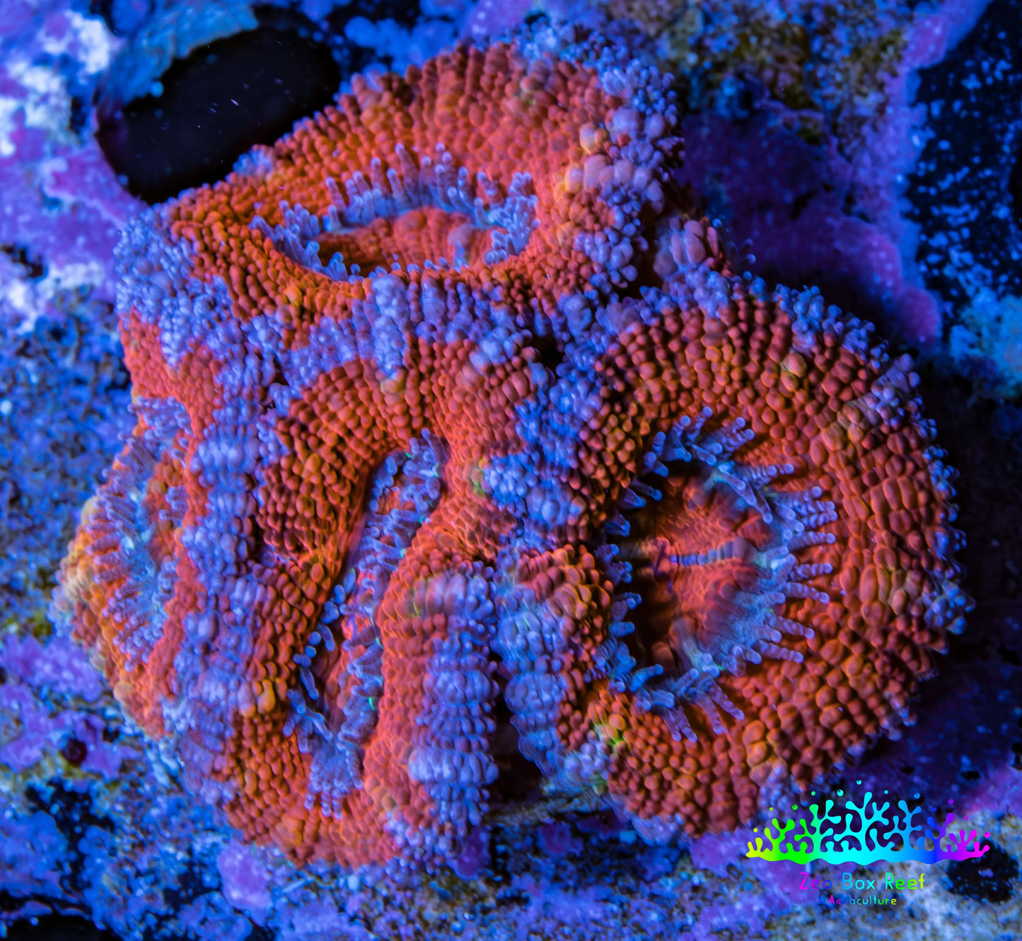 Ultra Acan Coral - Micromussa Lordhowensis - Acan Frag WYSIWYG B4R3B1 Ultra Acan Coral - Micromussa Lordhowensis - Acan Frag WYSIWYG B4R3B1 LPS Coral Ultra Acan Coral - Micromussa Lordhowensis - Acan Frag WYSIWYG B4R3B1 Zeo Box Reef