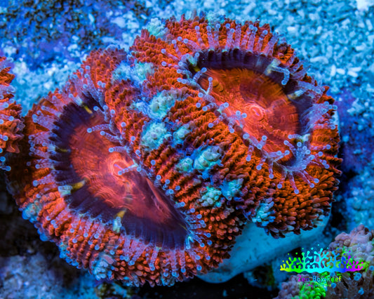 Ultra Acan Coral - Micromussa Lordhowensis - Acan Frag WYSIWYG B4R3B1 Ultra Acan Coral - Micromussa Lordhowensis - Acan Frag WYSIWYG B4R3B1 LPS Coral Ultra Acan Coral - Micromussa Lordhowensis - Acan Frag WYSIWYG B4R3B1 Zeo Box Reef