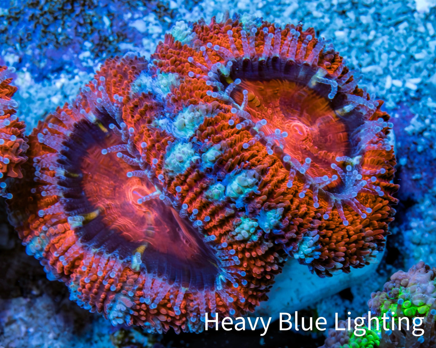 Ultra Acan Coral - Micromussa Lordhowensis - Acan Frag WYSIWYG B4R3B1 Ultra Acan Coral - Micromussa Lordhowensis - Acan Frag WYSIWYG B4R3B1 LPS Coral Ultra Acan Coral - Micromussa Lordhowensis - Acan Frag WYSIWYG B4R3B1 Zeo Box Reef