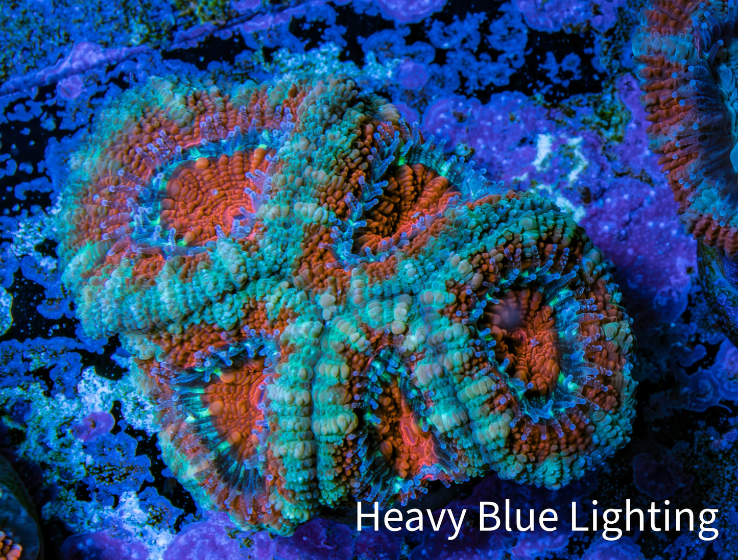 Ultra Acan Coral - Micromussa Lordhowensis - Acan Frag WYSIWYG B5R2B1 Ultra Acan Coral - Micromussa Lordhowensis - Acan Frag WYSIWYG B5R2B1 LPS Coral Ultra Acan Coral - Micromussa Lordhowensis - Acan Frag WYSIWYG B5R2B1 Zeo Box Reef