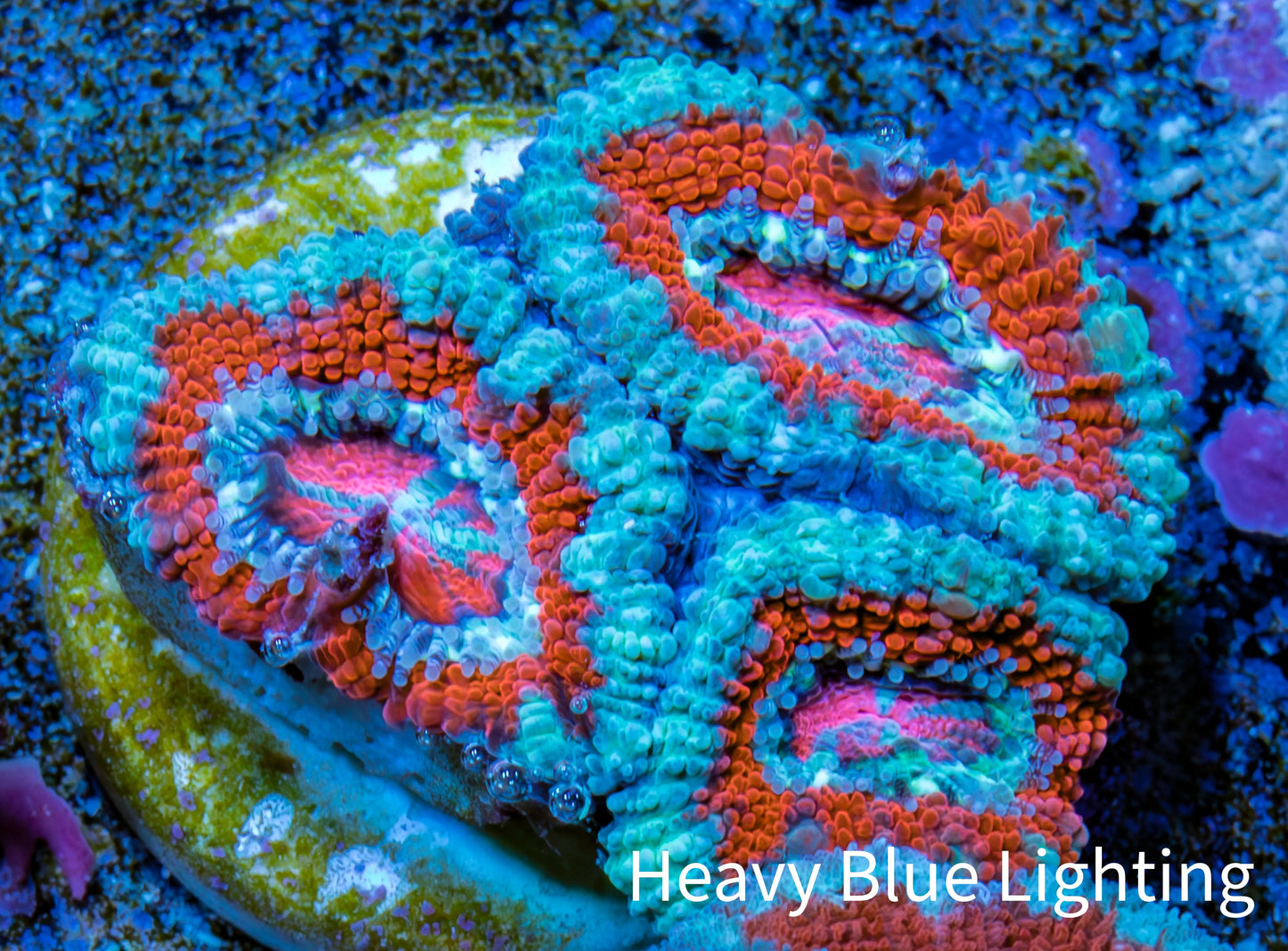 Ultra Acan Coral - Micromussa Lordhowensis - Acan Frag WYSIWYG B5R3B1 Ultra Acan Coral - Micromussa Lordhowensis - Acan Frag WYSIWYG B5R3B1 LPS Coral Ultra Acan Coral - Micromussa Lordhowensis - Acan Frag WYSIWYG B5R3B1 Zeo Box Reef