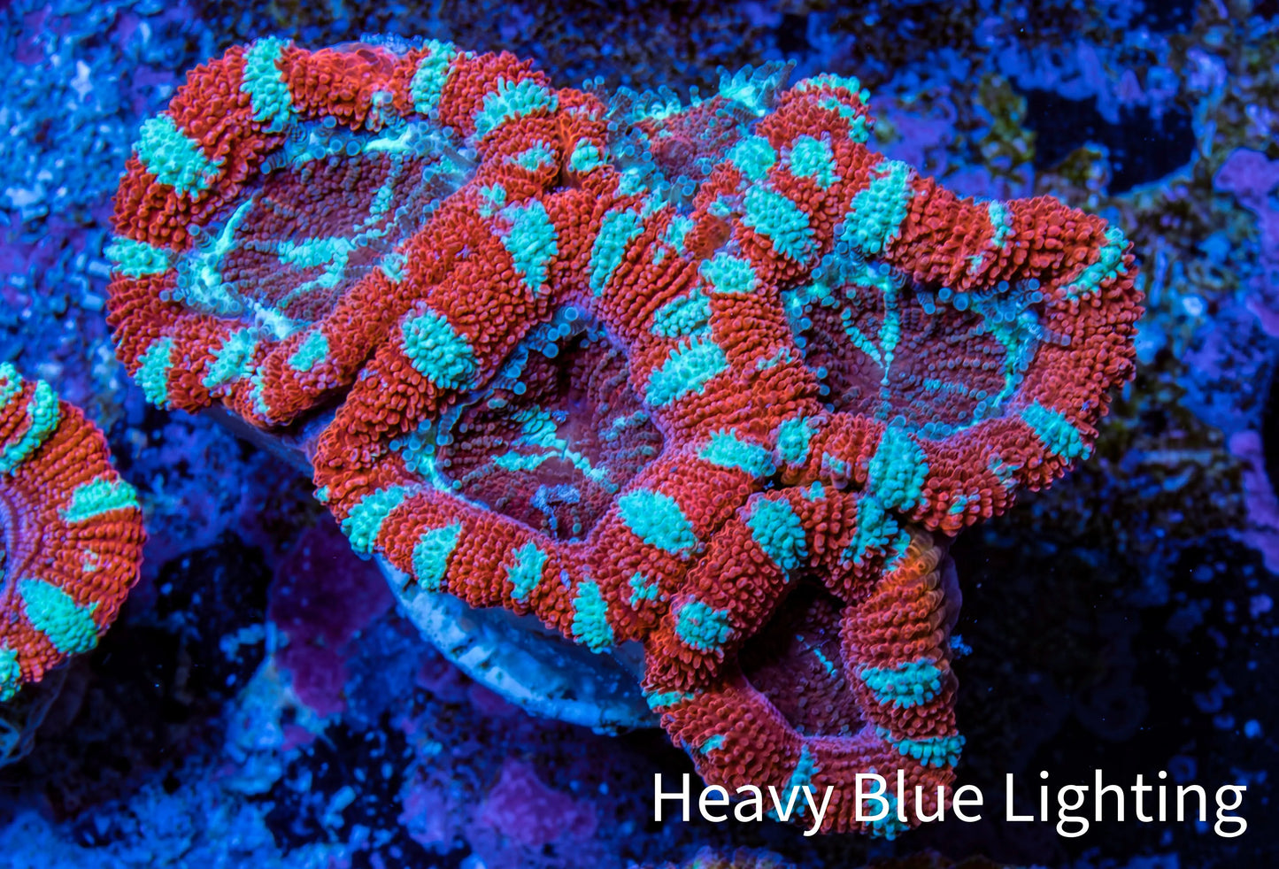 Ultra Acan Coral - Micromussa Lordhowensis - Acan Frag WYSIWYG B6R3B1 Ultra Acan Coral - Micromussa Lordhowensis - Acan Frag WYSIWYG B6R3B1 LPS Coral Ultra Acan Coral - Micromussa Lordhowensis - Acan Frag WYSIWYG B6R3B1 Zeo Box Reef