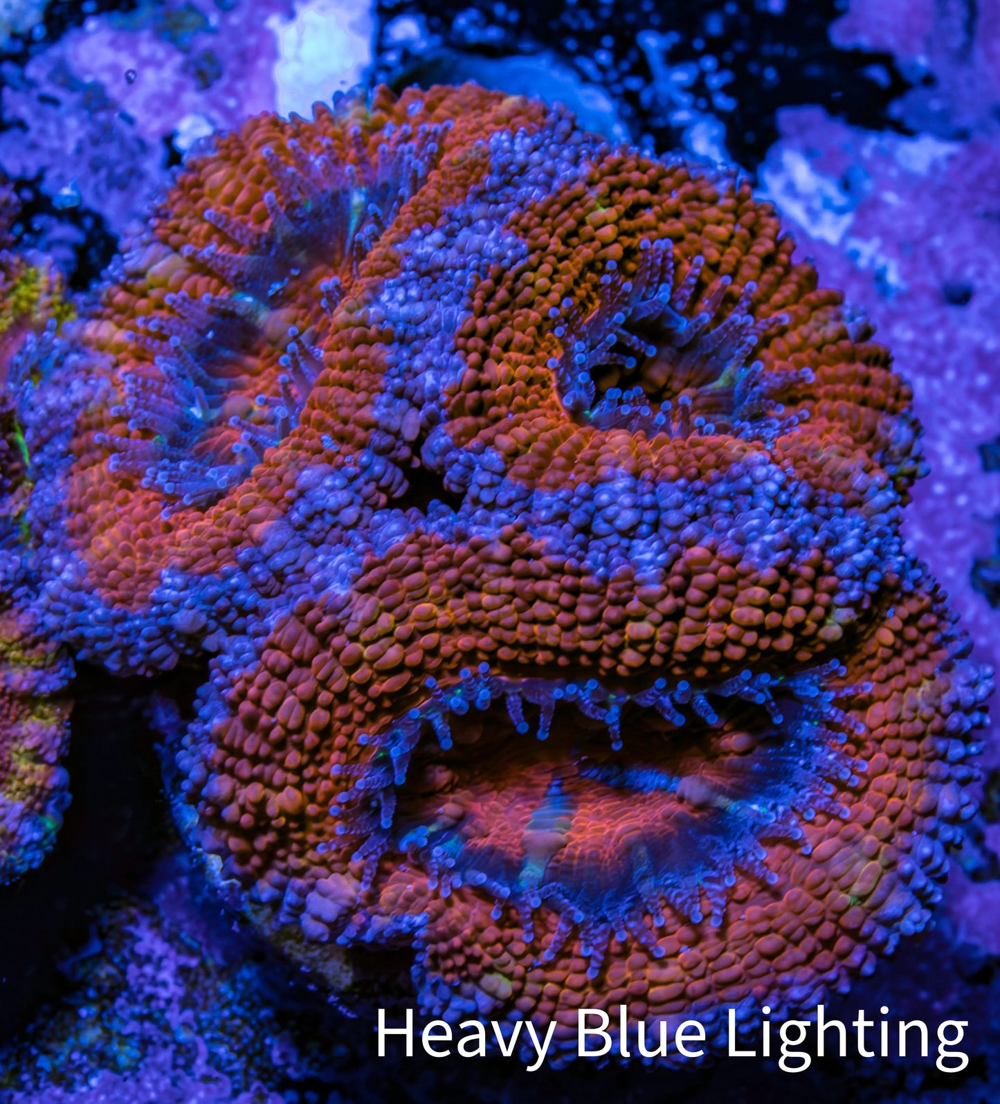 Ultra Acan Coral - Micromussa Lordhowensis - Acan Frag WYSIWYG C1R3B1 Ultra Acan Coral - Micromussa Lordhowensis - Acan Frag WYSIWYG C1R3B1 LPS Coral Ultra Acan Coral - Micromussa Lordhowensis - Acan Frag WYSIWYG C1R3B1 Zeo Box Reef