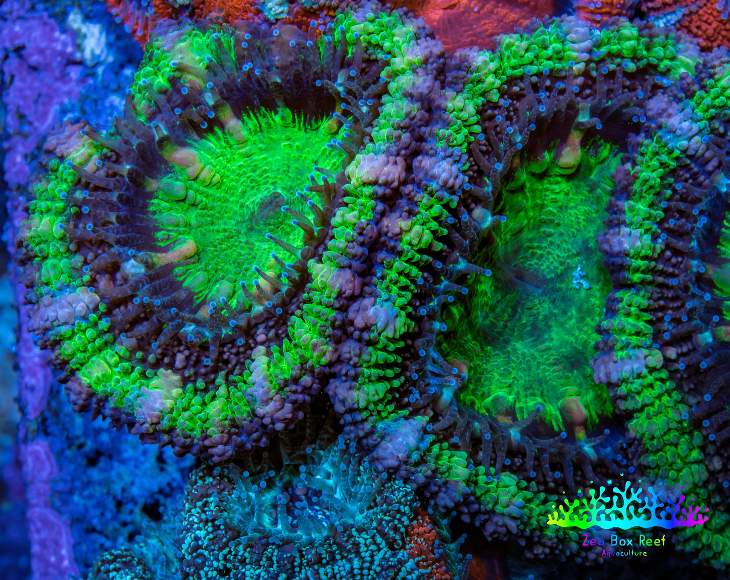 Ultra Acan Coral - Micromussa Lordhowensis - Acan Frag WYSIWYG C1R3B1 Ultra Acan Coral - Micromussa Lordhowensis - Acan Frag WYSIWYG C1R3B1 LPS Coral Ultra Acan Coral - Micromussa Lordhowensis - Acan Frag WYSIWYG C1R3B1 Zeo Box Reef