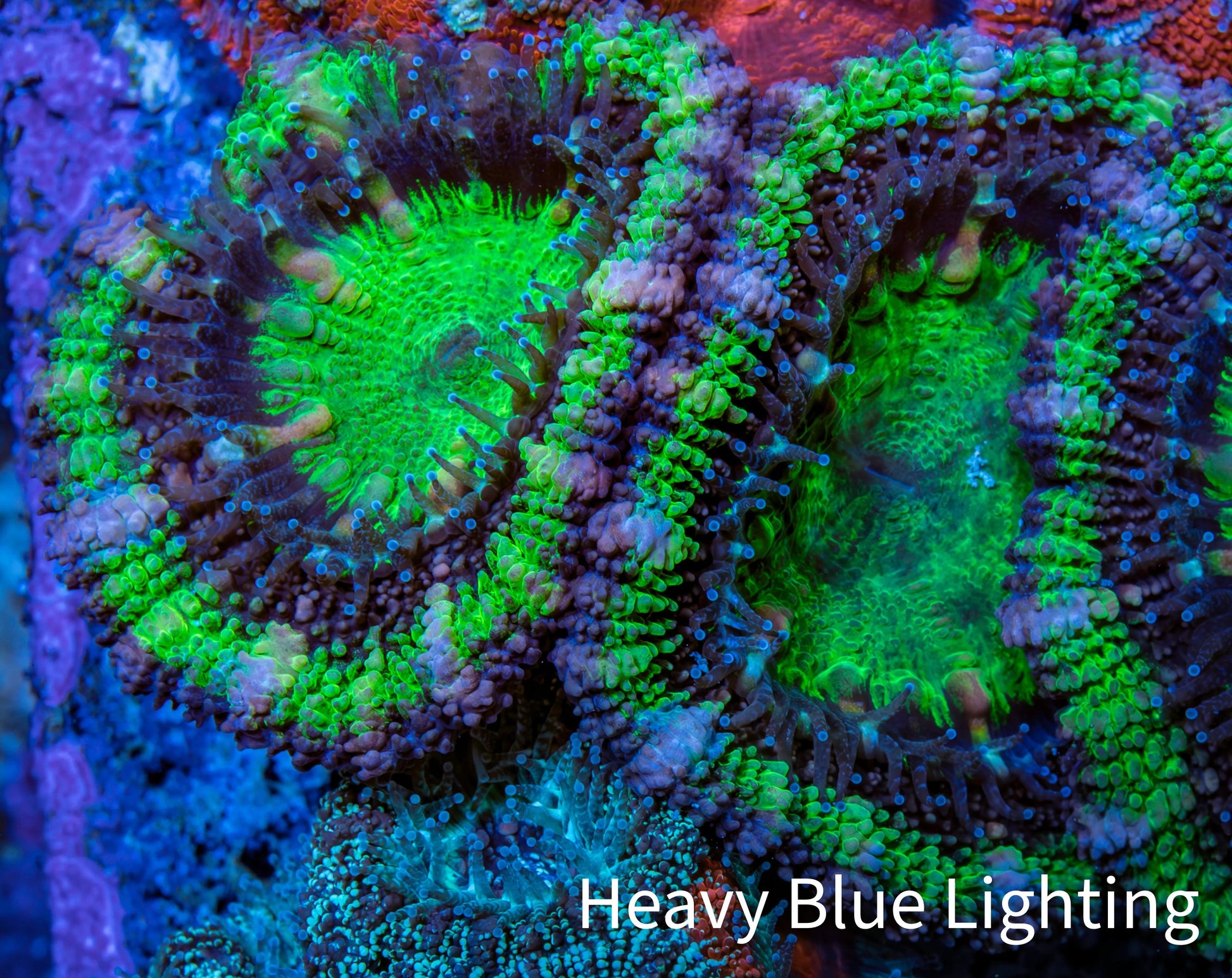 Ultra Acan Coral - Micromussa Lordhowensis - Acan Frag WYSIWYG C1R3B1 Ultra Acan Coral - Micromussa Lordhowensis - Acan Frag WYSIWYG C1R3B1 LPS Coral Ultra Acan Coral - Micromussa Lordhowensis - Acan Frag WYSIWYG C1R3B1 Zeo Box Reef