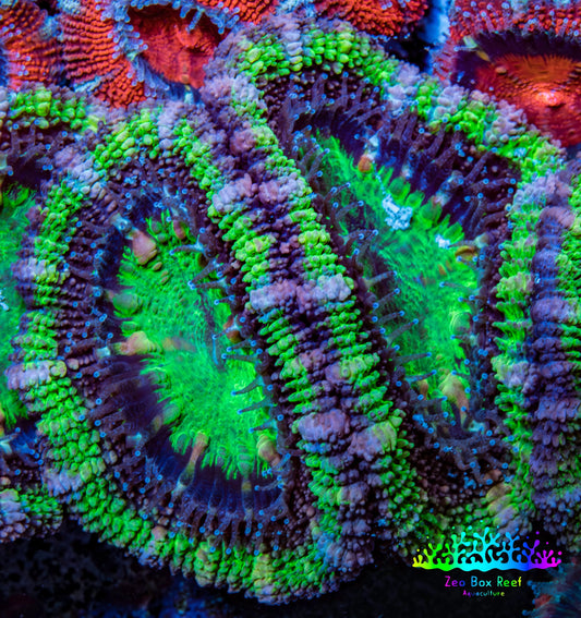 Ultra Acan Coral - Micromussa Lordhowensis - Acan Frag WYSIWYG C2R3B1 Ultra Acan Coral - Micromussa Lordhowensis - Acan Frag WYSIWYG C2R3B1 LPS Coral Ultra Acan Coral - Micromussa Lordhowensis - Acan Frag WYSIWYG C2R3B1 Zeo Box Reef