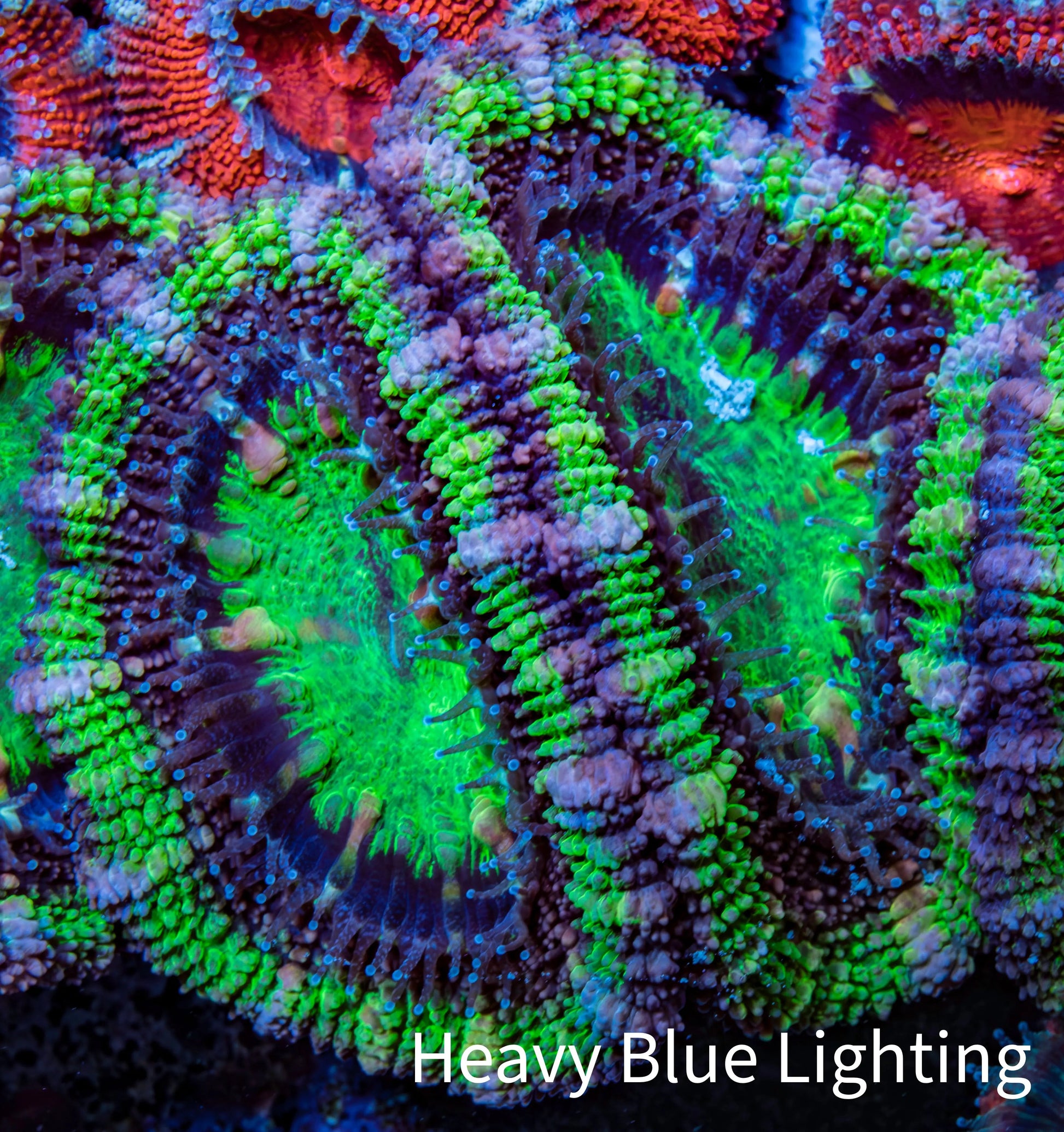 Ultra Acan Coral - Micromussa Lordhowensis - Acan Frag WYSIWYG C2R3B1 Ultra Acan Coral - Micromussa Lordhowensis - Acan Frag WYSIWYG C2R3B1 LPS Coral Ultra Acan Coral - Micromussa Lordhowensis - Acan Frag WYSIWYG C2R3B1 Zeo Box Reef
