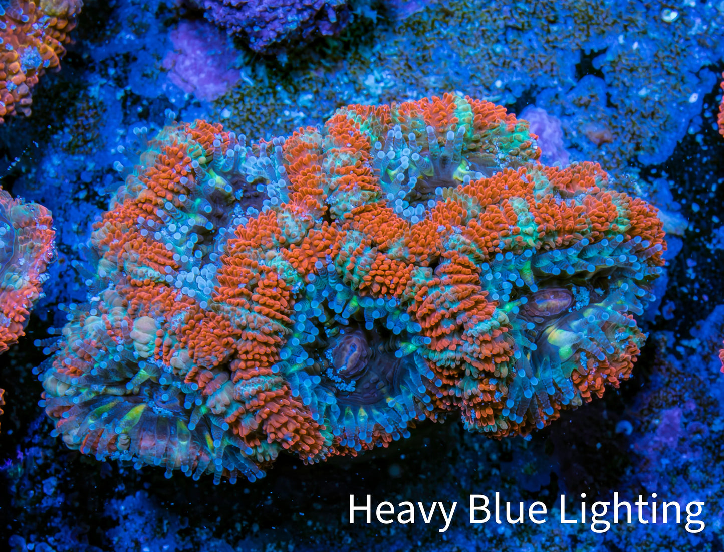 Ultra Acan Coral - Micromussa Lordhowensis - Acan Frag WYSIWYG C2R3B1 Ultra Acan Coral - Micromussa Lordhowensis - Acan Frag WYSIWYG C2R3B1 LPS Coral Ultra Acan Coral - Micromussa Lordhowensis - Acan Frag WYSIWYG C2R3B1 Zeo Box Reef