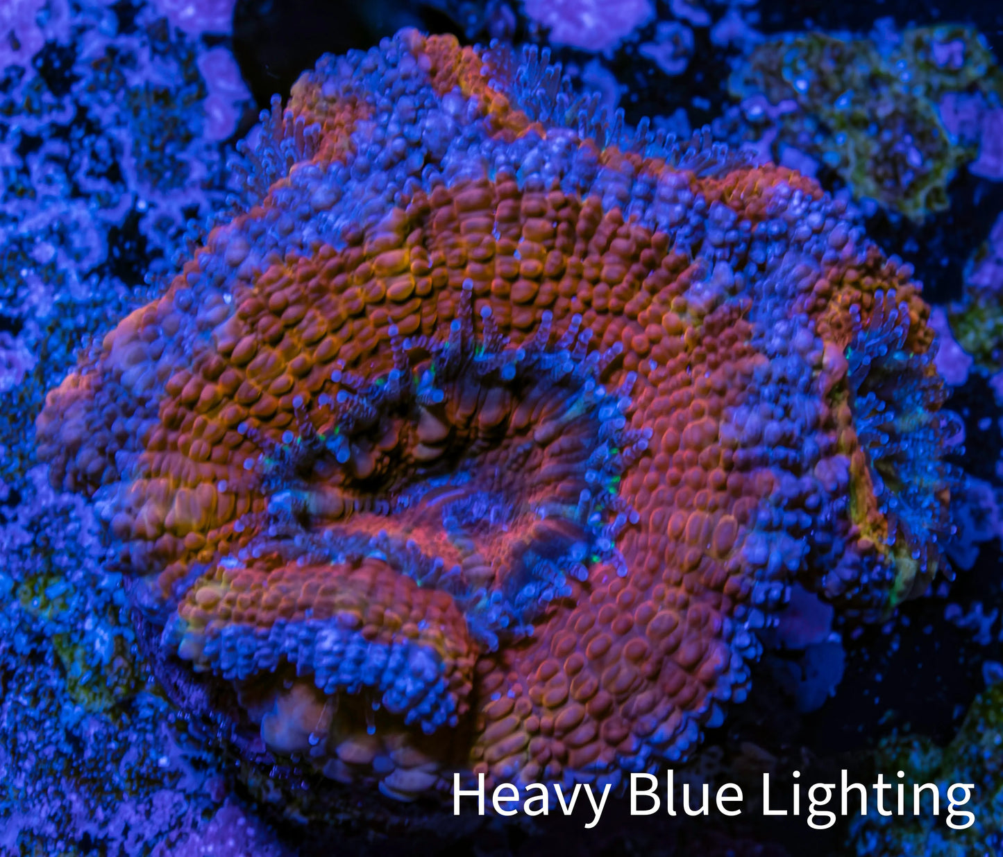 Ultra Acan Coral - Micromussa Lordhowensis - Acan Frag WYSIWYG C4R3B1 Ultra Acan Coral - Micromussa Lordhowensis - Acan Frag WYSIWYG C4R3B1 LPS Coral Ultra Acan Coral - Micromussa Lordhowensis - Acan Frag WYSIWYG C4R3B1 Zeo Box Reef